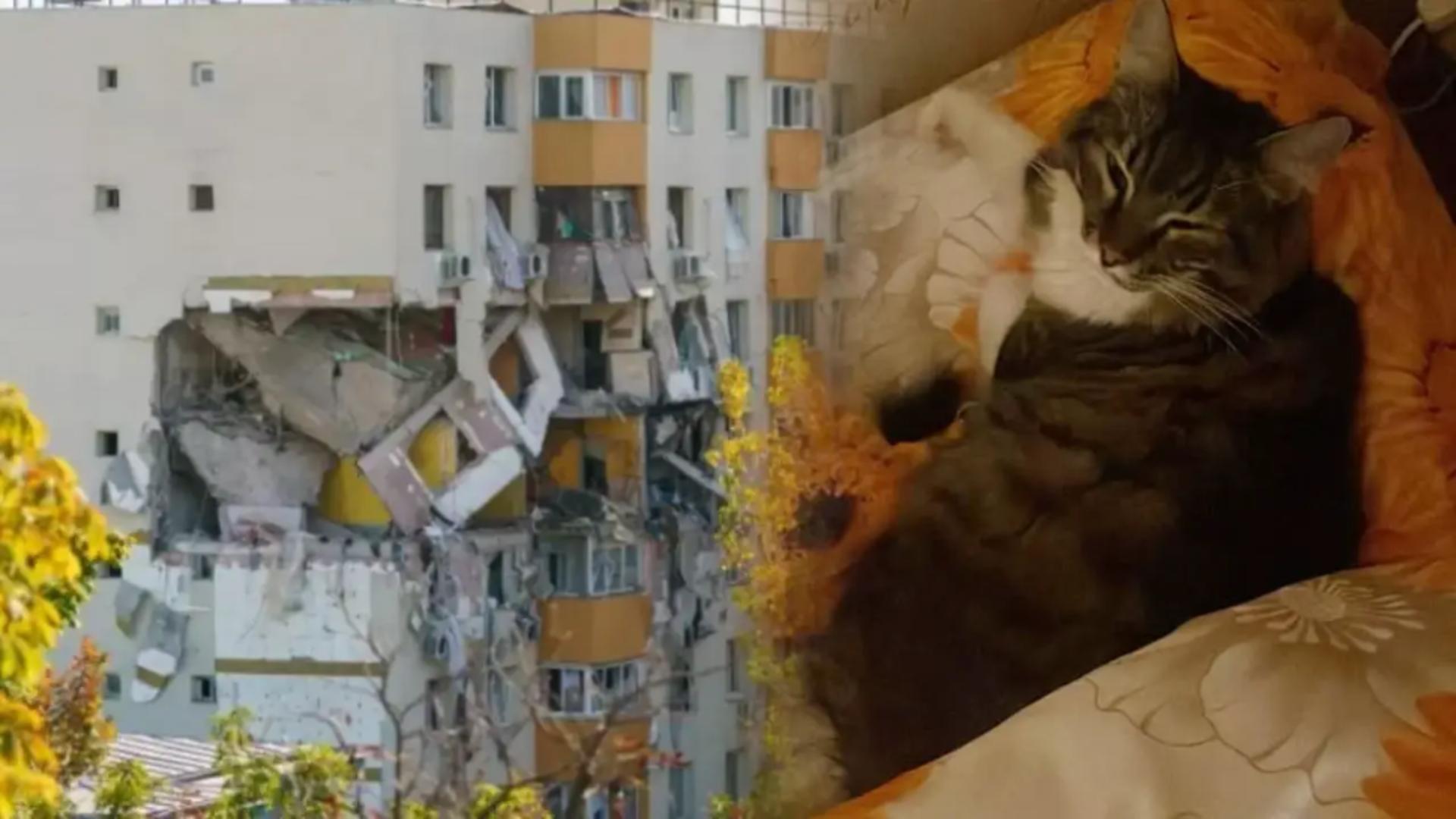 Motanschy, eroul din Rahova