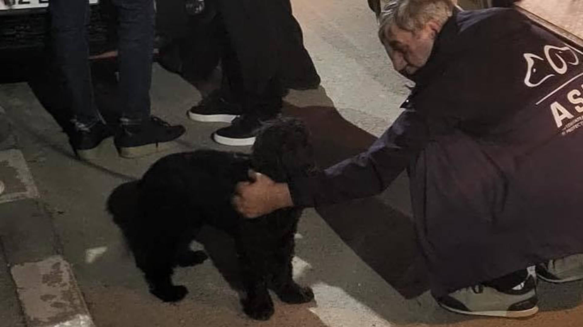 Câine bătut de stăpân