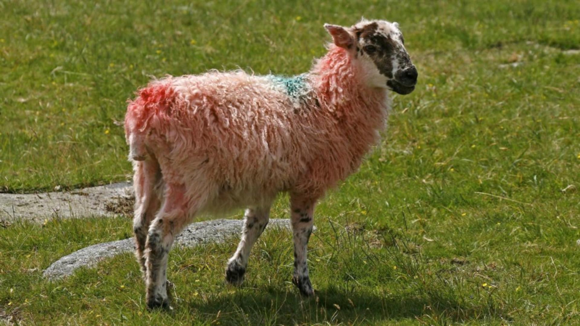 Oaia cu lână roz. Foto: Profimedia
