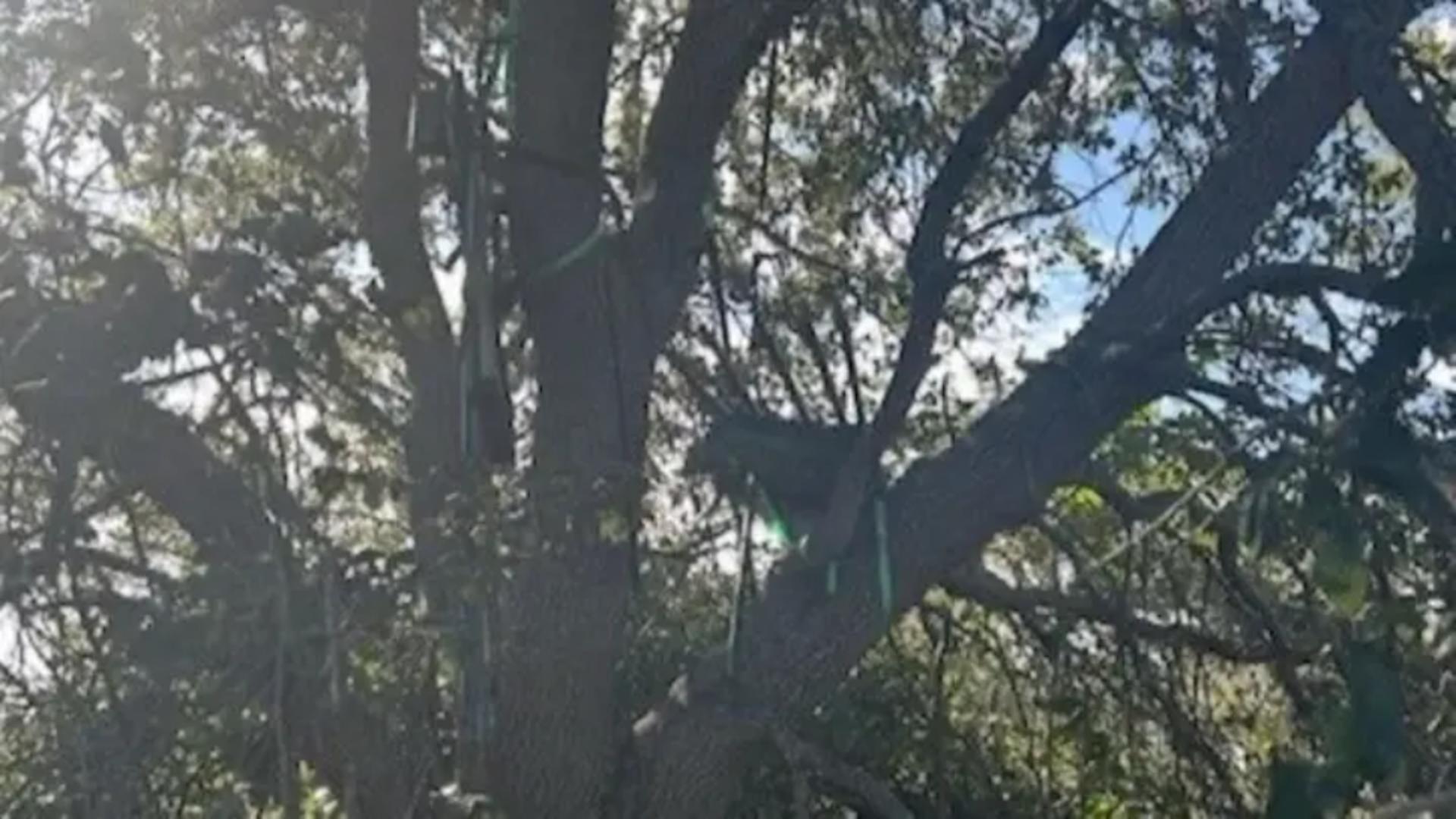 Secret Service a descoperit un stand de vânătoare suspect în apropierea aeroportului din Palm Beach. Foto/X.com