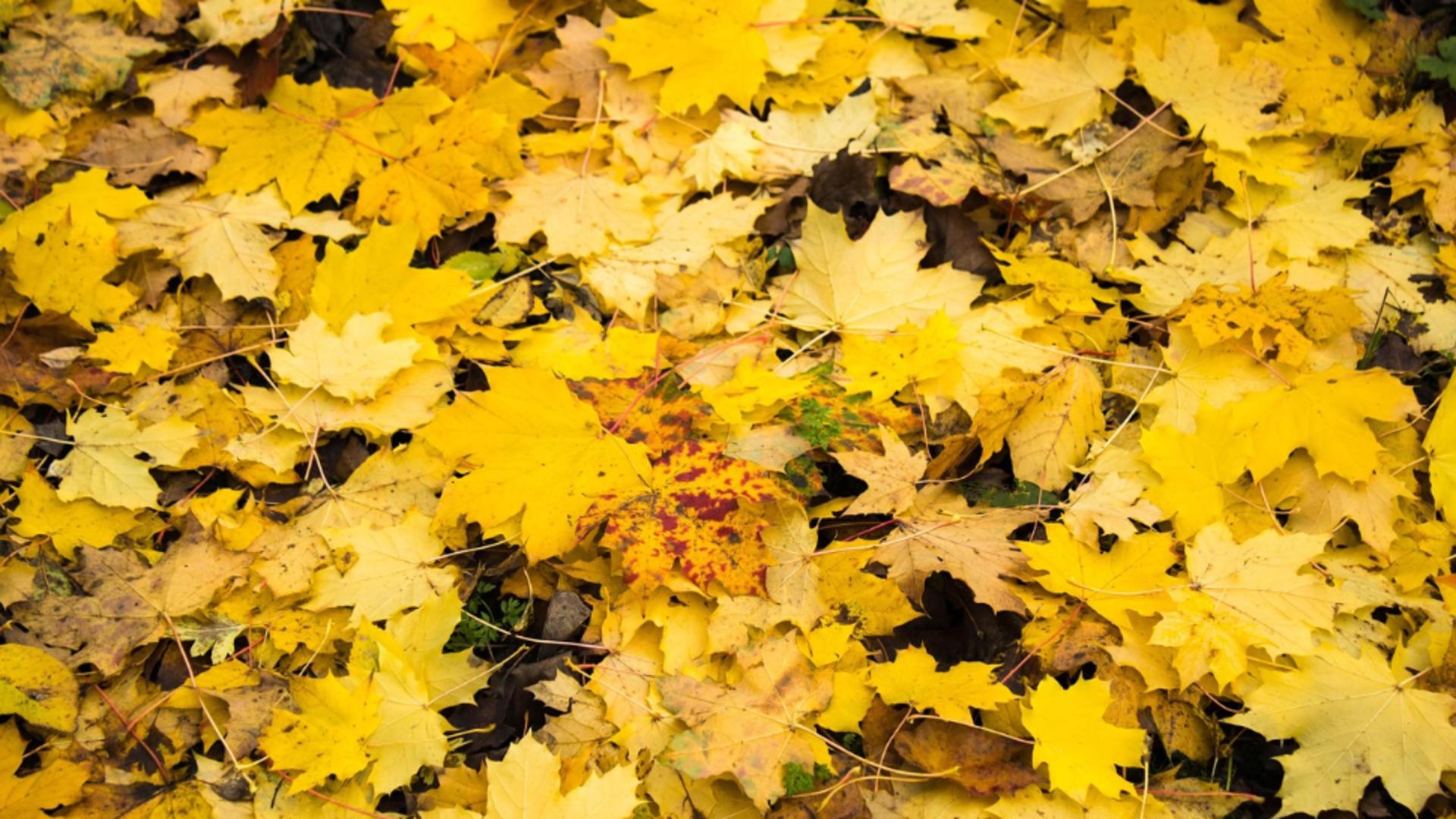 Vremea joi, 16 octombrie 2025. Atmosferă plăcută la mijloc de toamnă