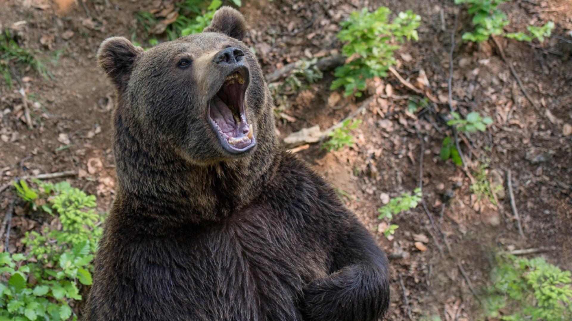 Urșii care pătrund în localități pot fi împușcați pe loc