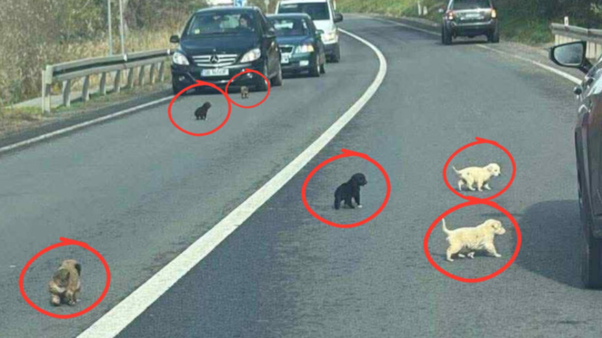 Zece cățeluși abandonați pe marginea DN14, salvați de o localnică. Foto: oradesibiu.ro