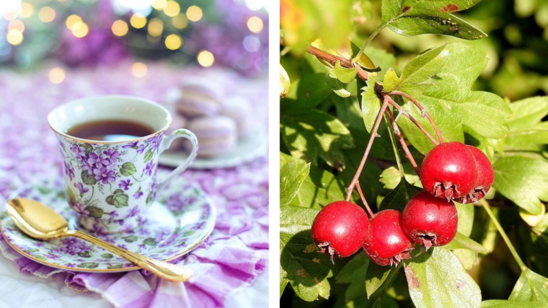 Ceaiul pentru "mângâierea sufletului". Este folosit în medicina tradițională pentru vindecarea stărilor de suferință