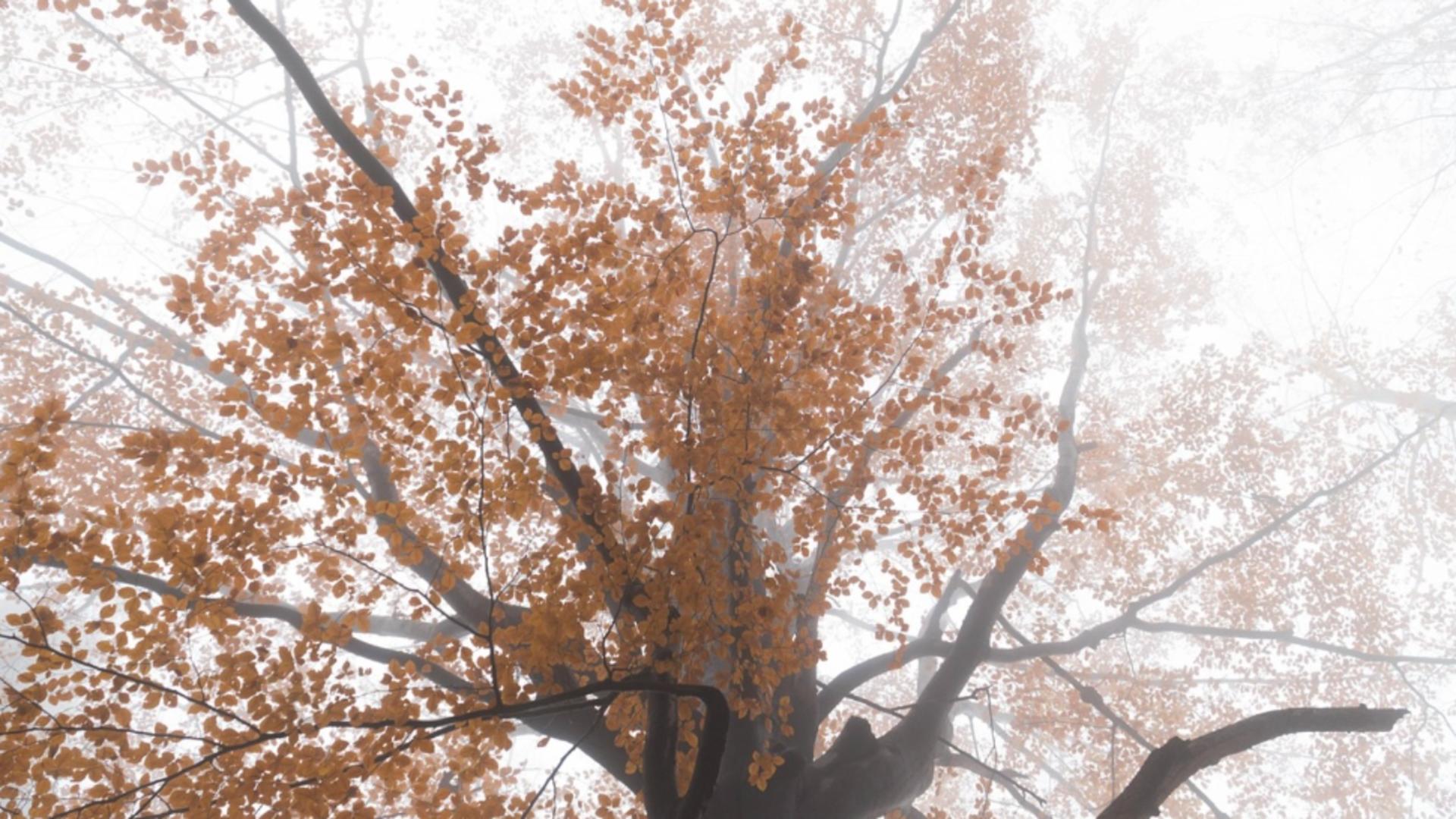 Ceață locală în mai multe regiuni 