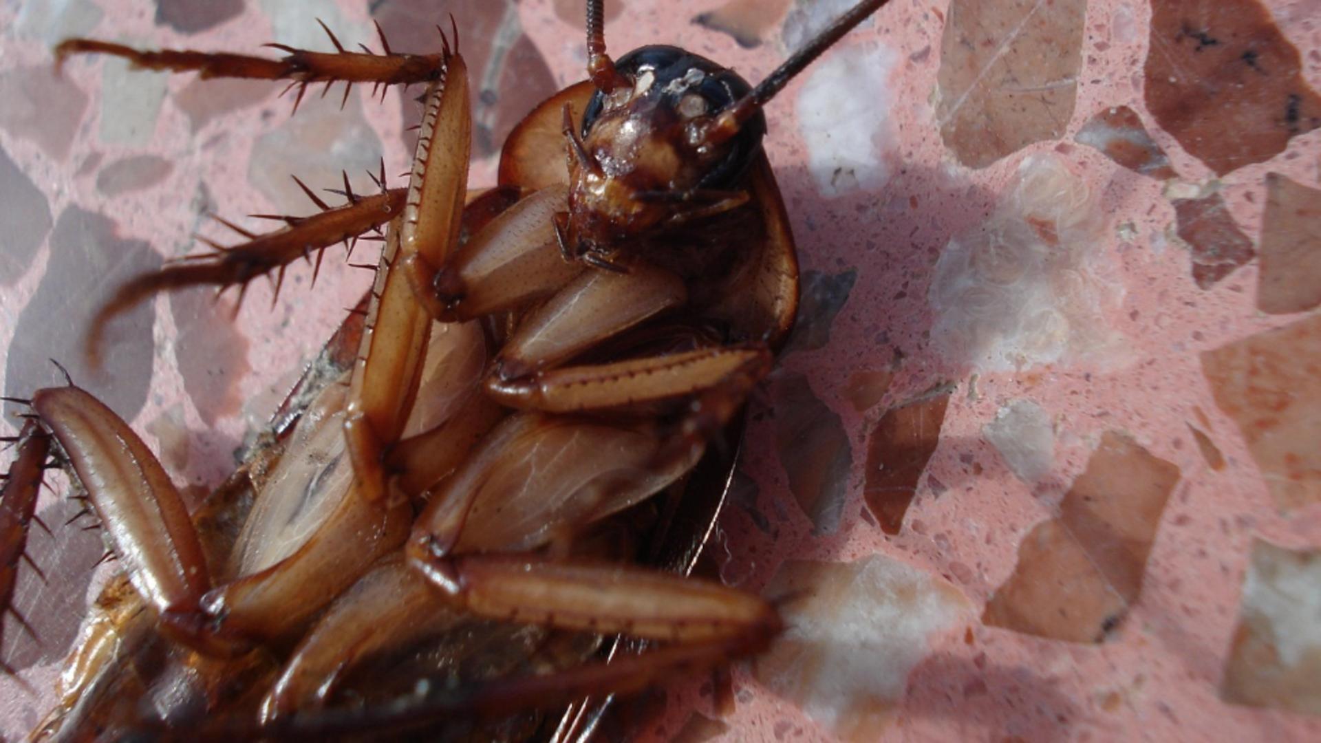 Gândac de bucătărie