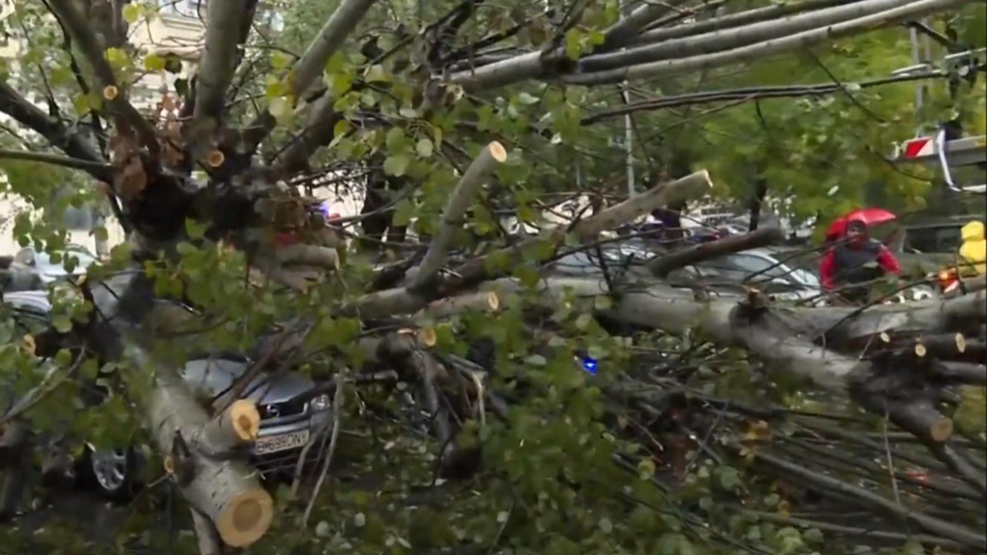 Copacul a distrus mai multe mașini, multe fără asigurare CASCO. Foto/Realitatea