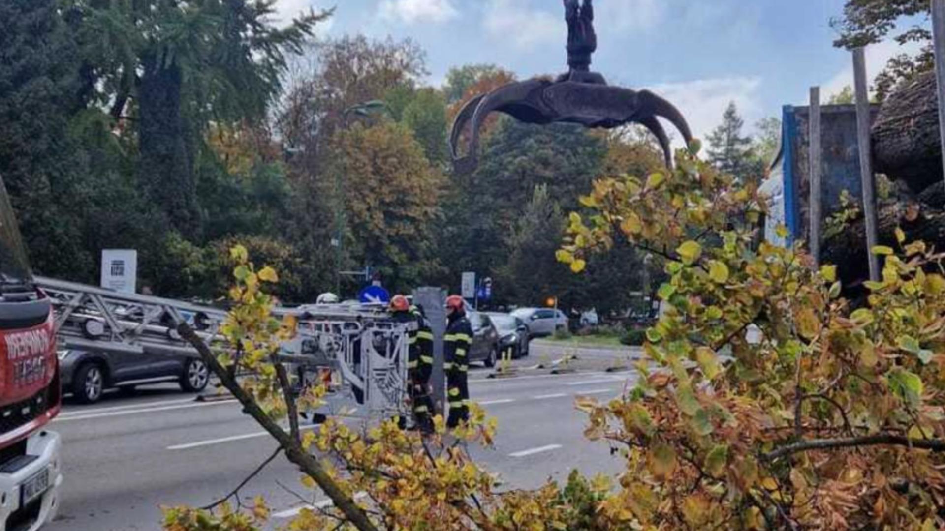 Muncitor rănit, în Brașov, în timp ce toaleta copacii: un arbore a căzut peste el