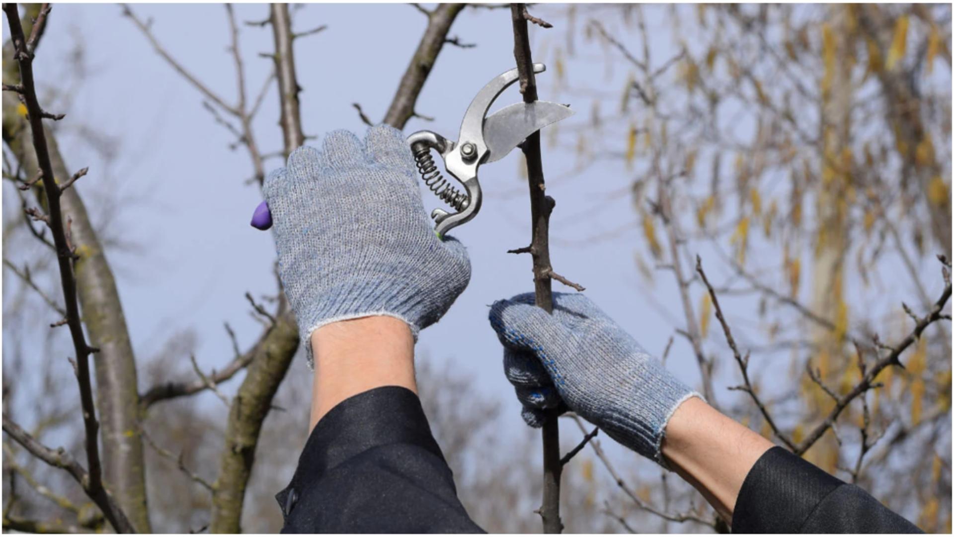 Trucurile de toamnă care salvează pomii de boli și dăunători peste iarnă.