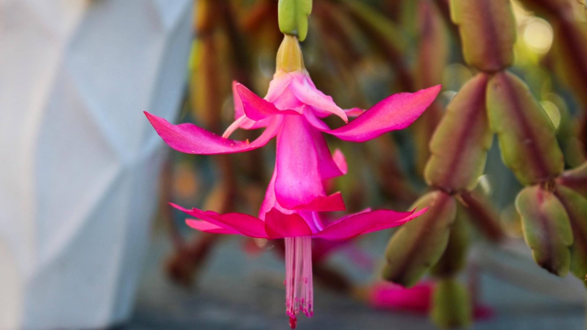 Cele mai frumoase plante de apartament care înfloresc iarna. Ce beneficii au, de fapt, pe lângă aspectul plăcut