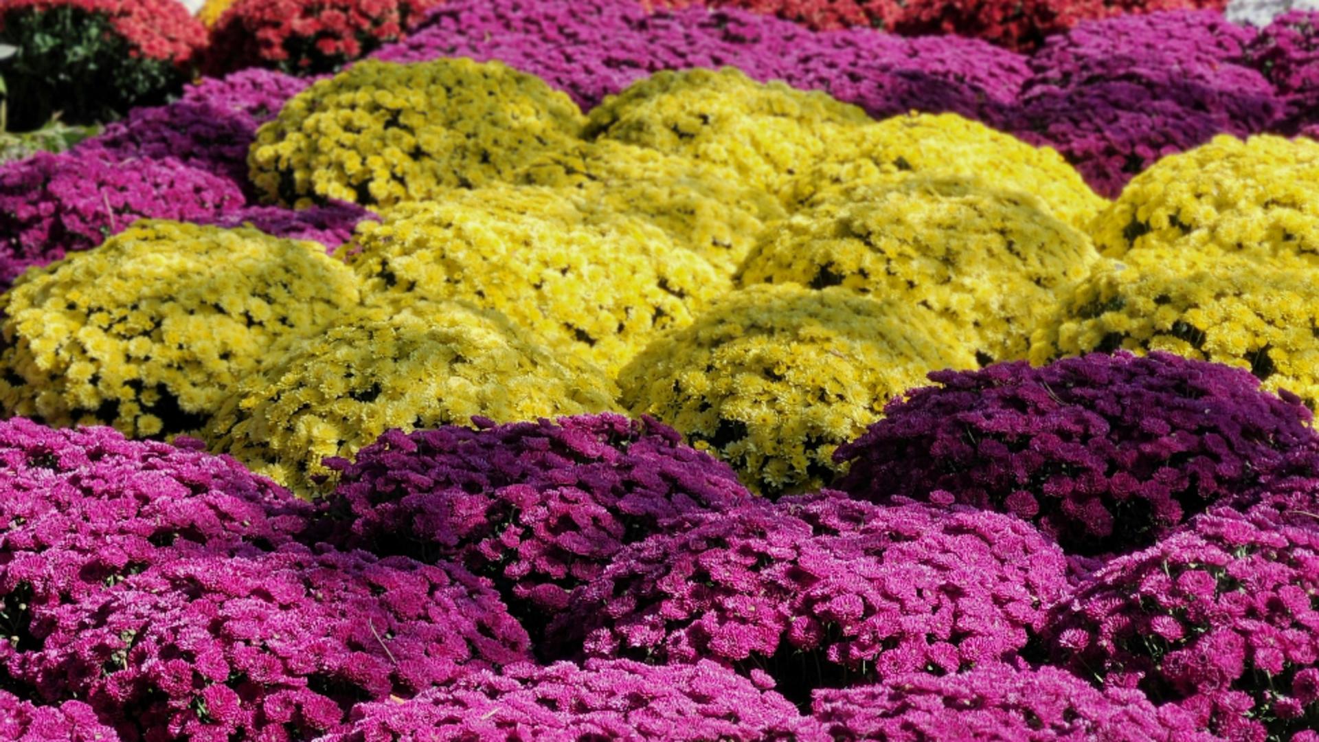 Ce trebuie să faci cu crizantemele pentru a avea flori frumoase până la venirea înghețului