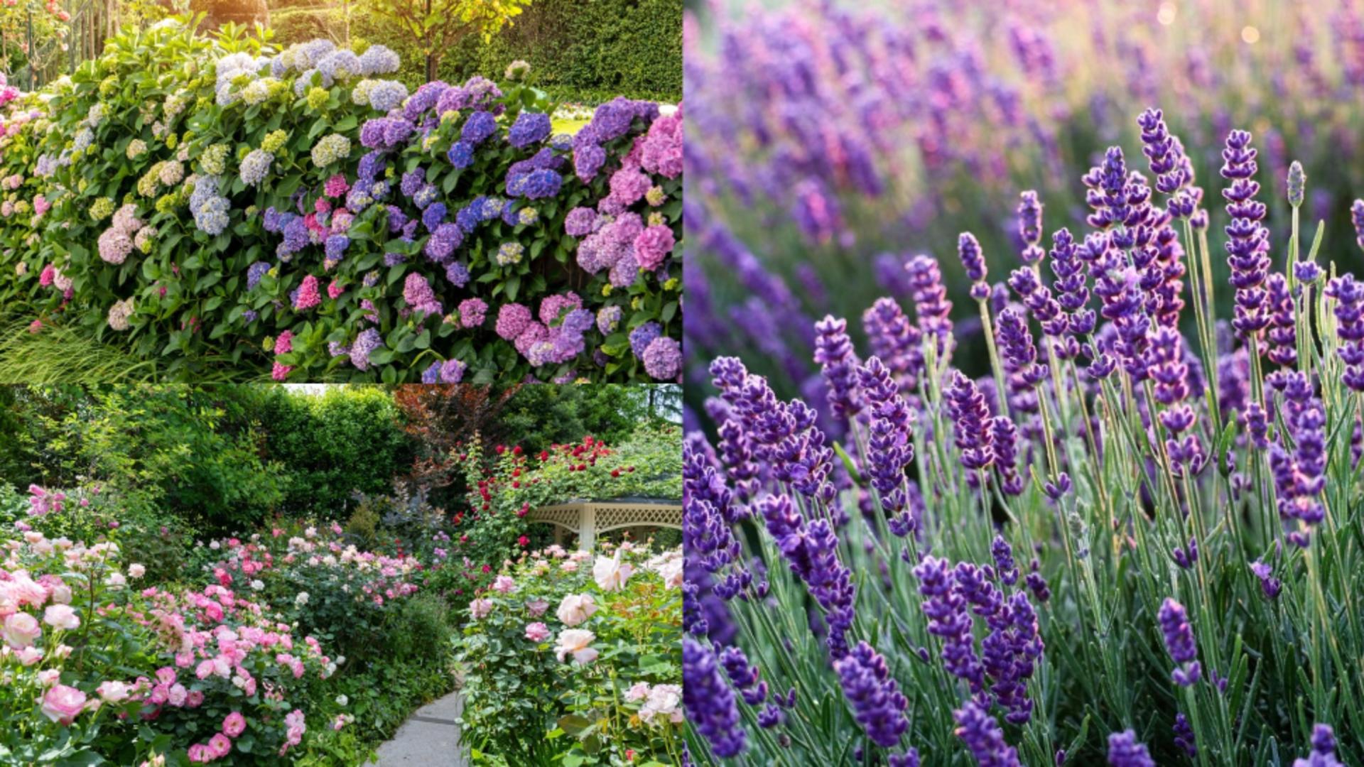  Top 5 plante pe care nu trebuie să le cureți toamna