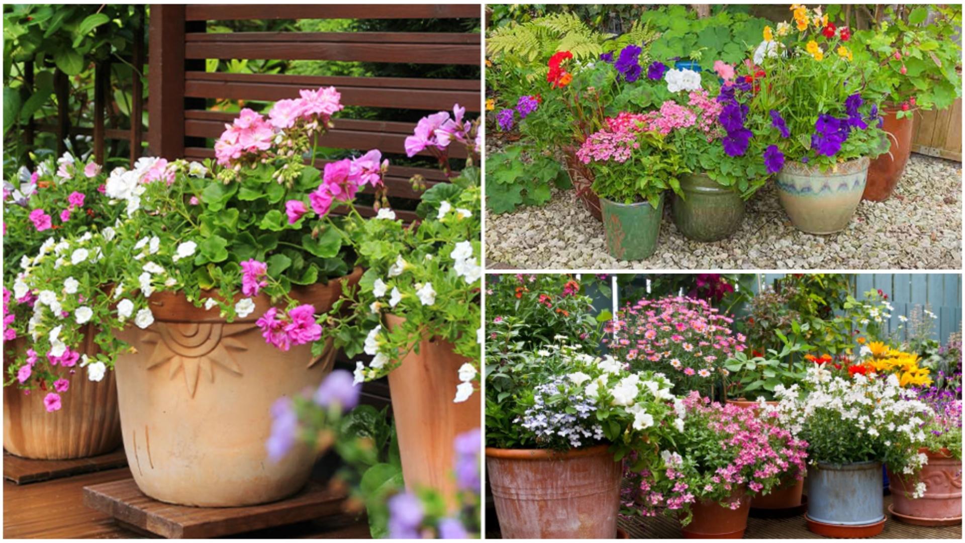 Cum protejezi ghivecele de exterior pe timpul iernii, fără să le muți în casă.