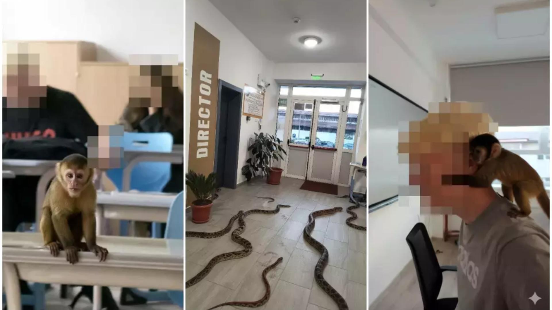 Maimuță generată cu ajutorul AI