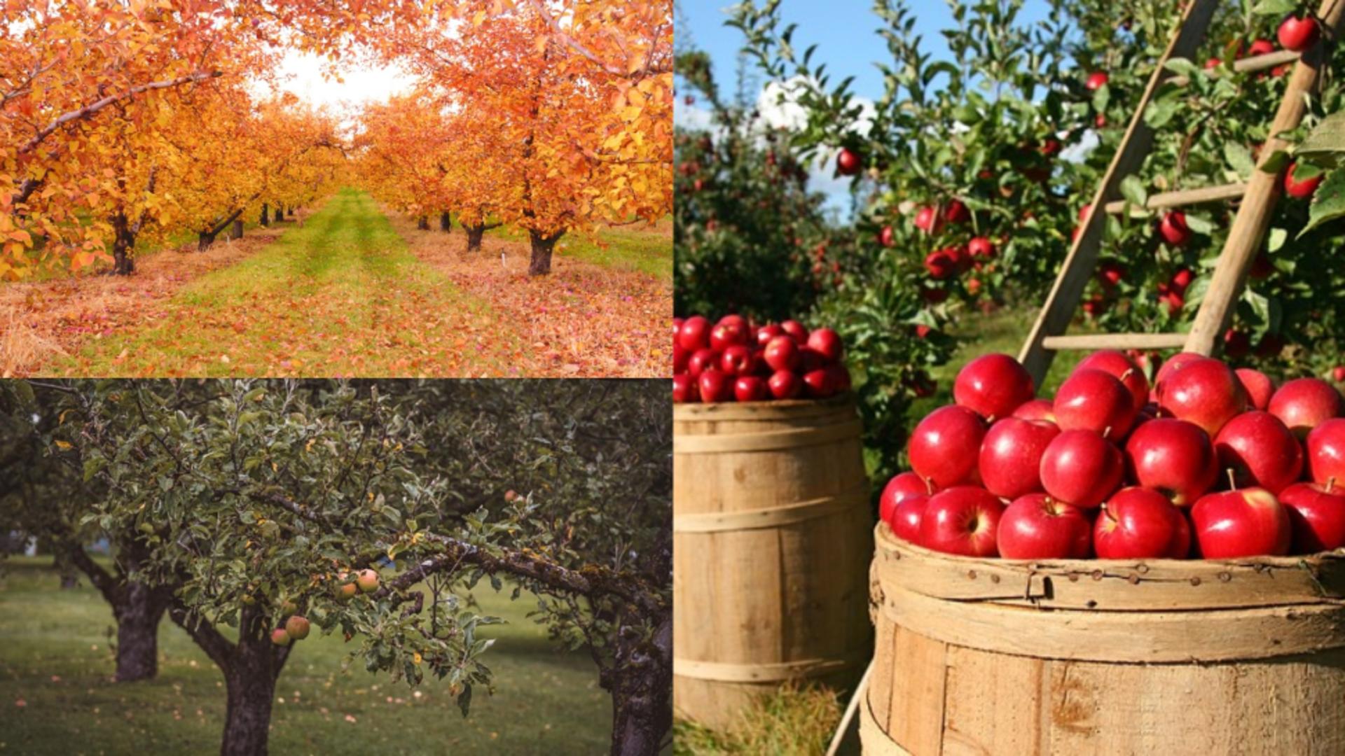 Pregătirea livezii pentru iarnă