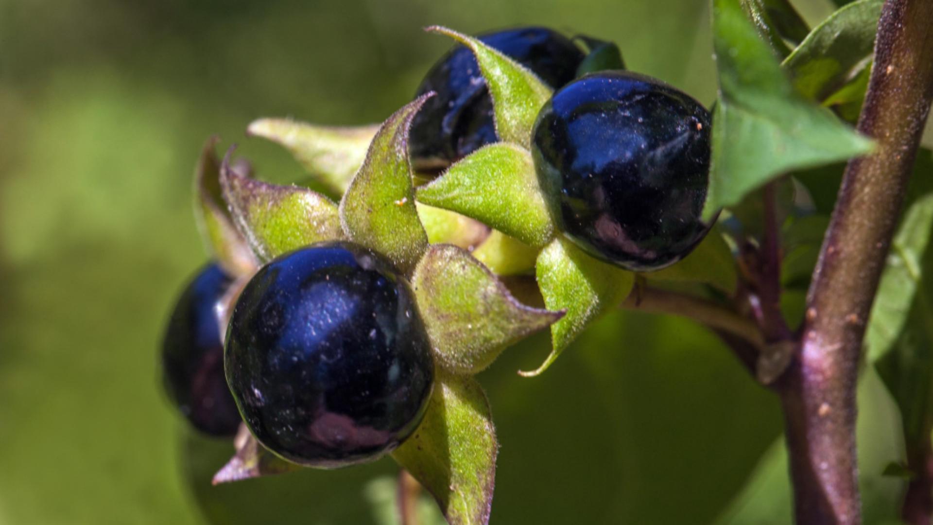 Mătrăguna are mai multe denumiri, inclusiv Belladonna sau cireşele morţii. Foto/Profimedia