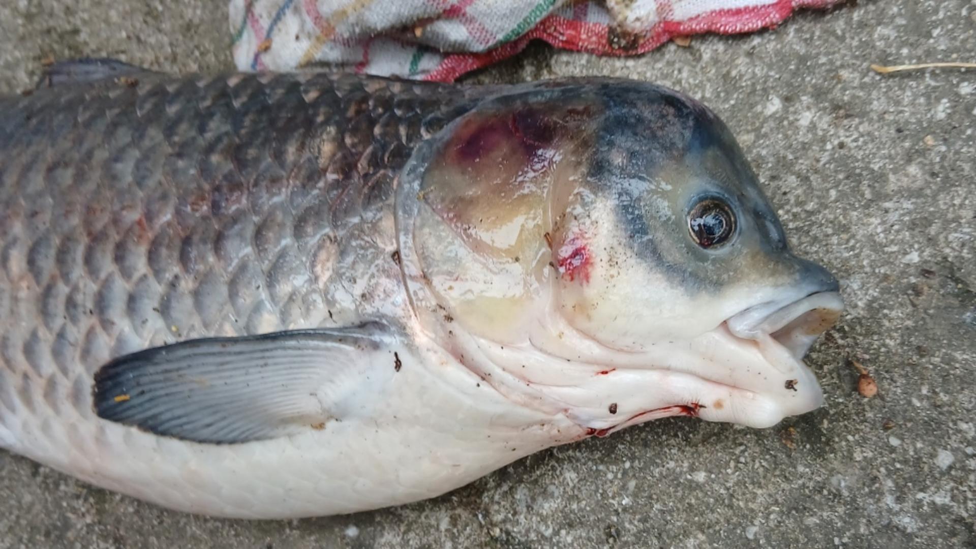 Creatură bizară scoasă din Dunăre