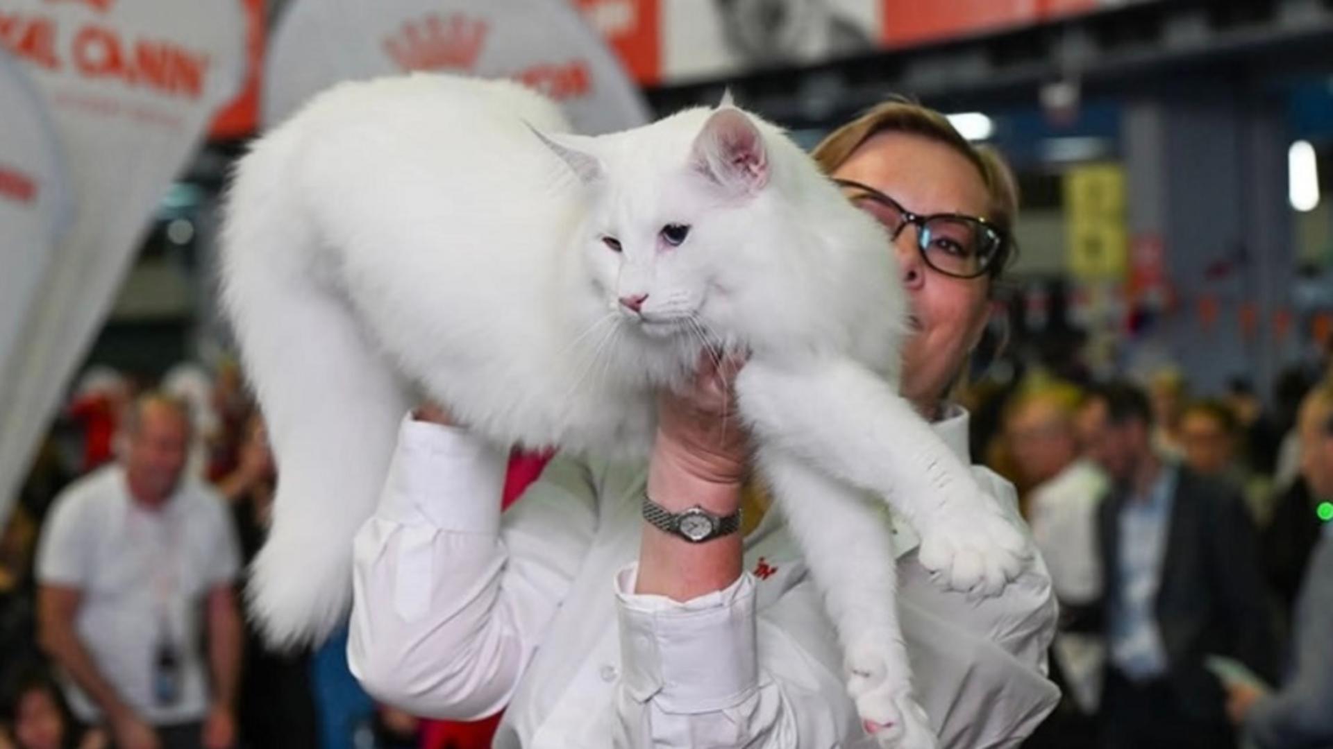 Trei pisici din România, desemnate cele mai frumoase din lume în 2025