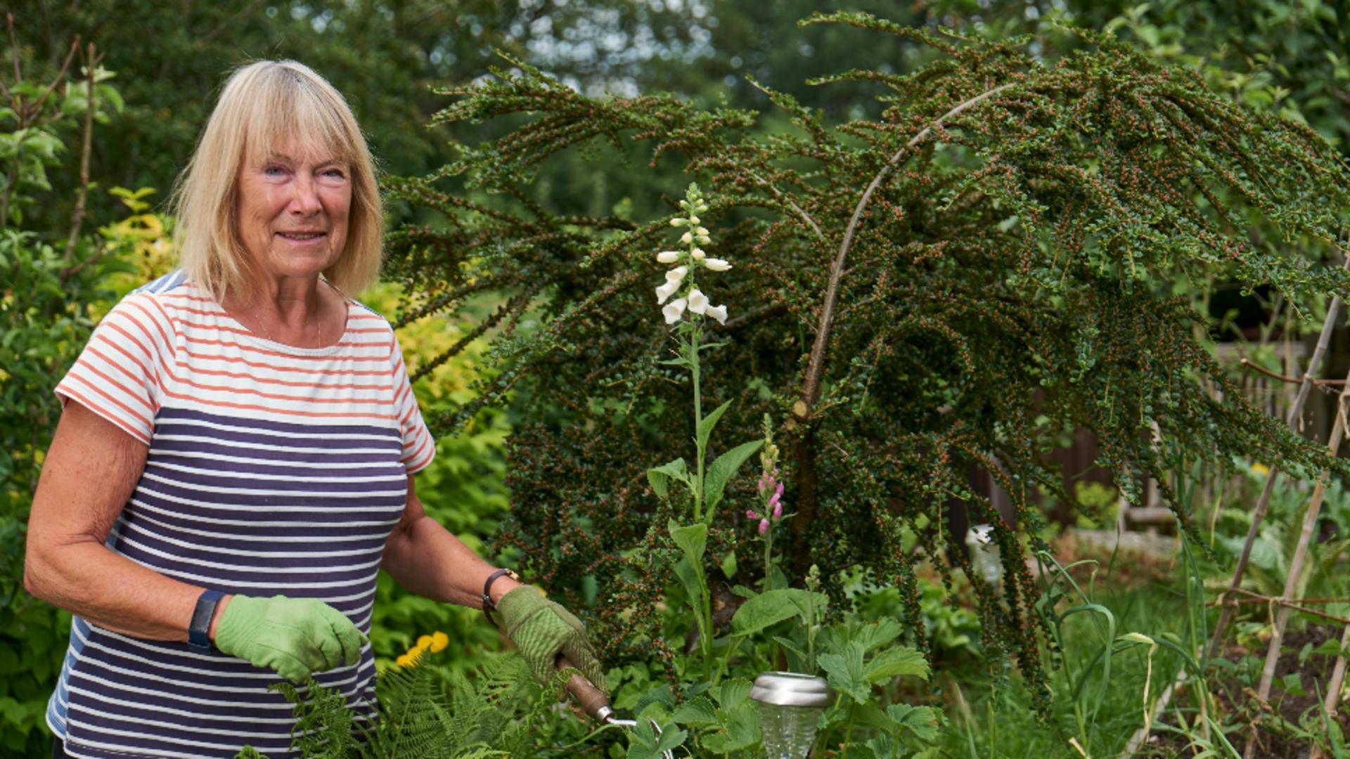Planta lunii octombrie. Are proprietăți anti-inflamatoare și efecte antioxidante, deși este considerată doar o buruiană