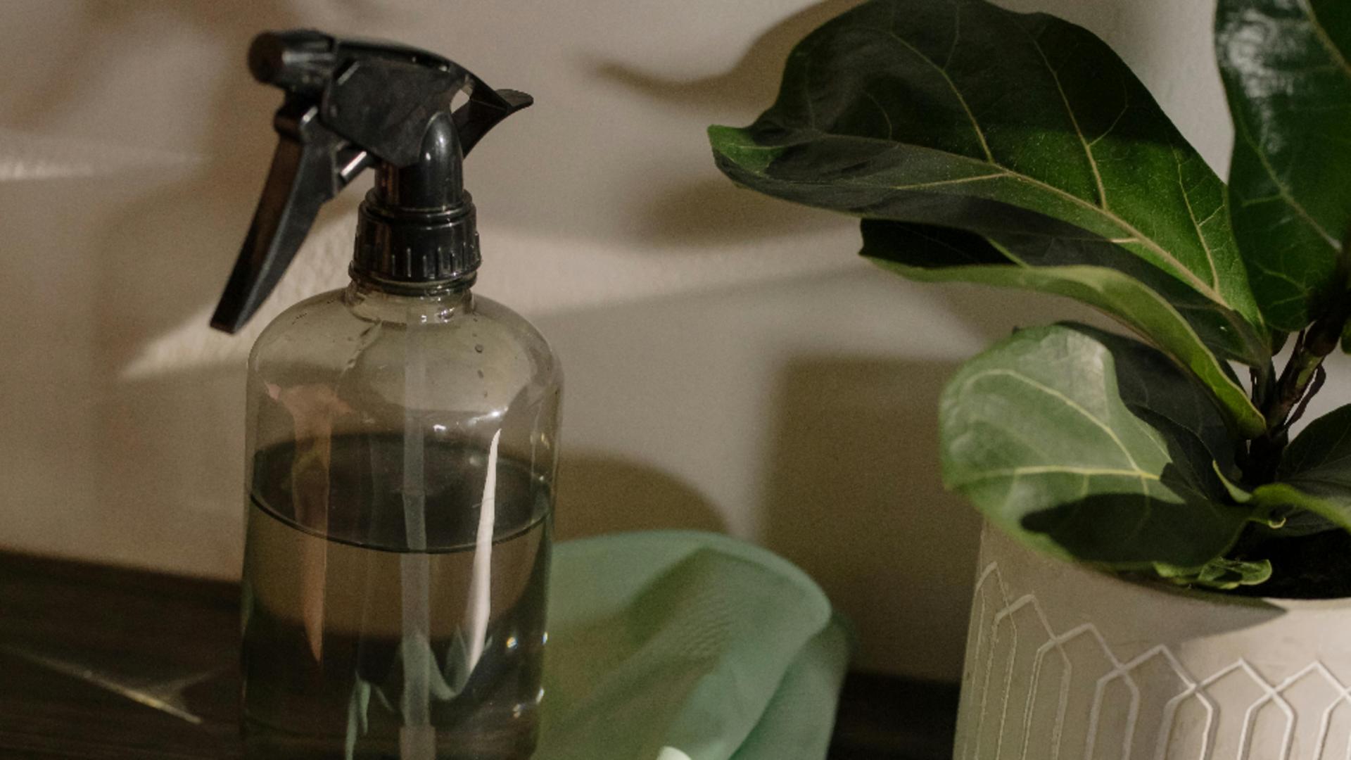 Cum să revigorezi plantele uscate sau ofilite în câteva zile. Metode simple și la îndemâna oricui