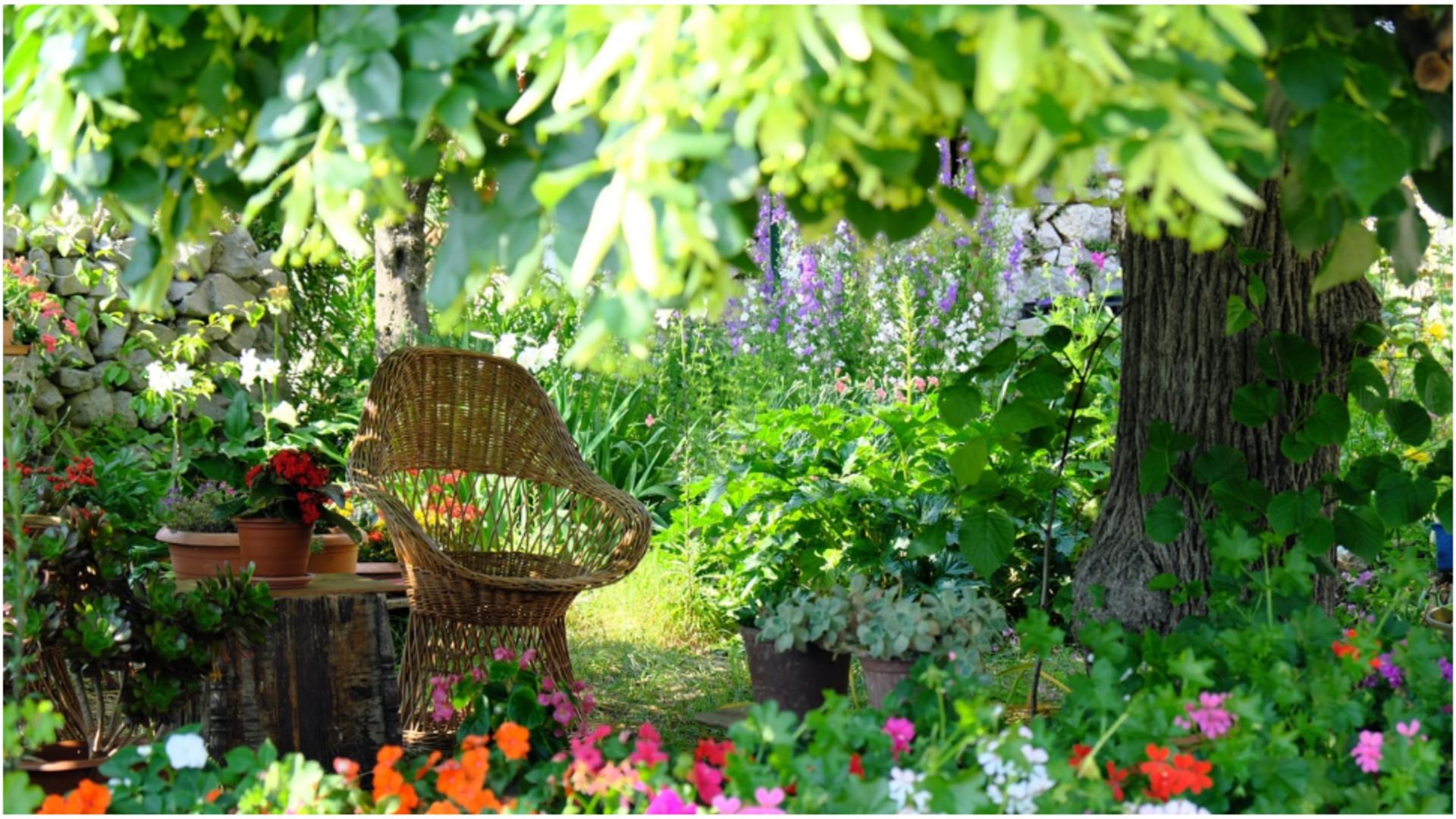 Plantele și pomii care îți pun în pericol grădina. FOTO: Pixabay