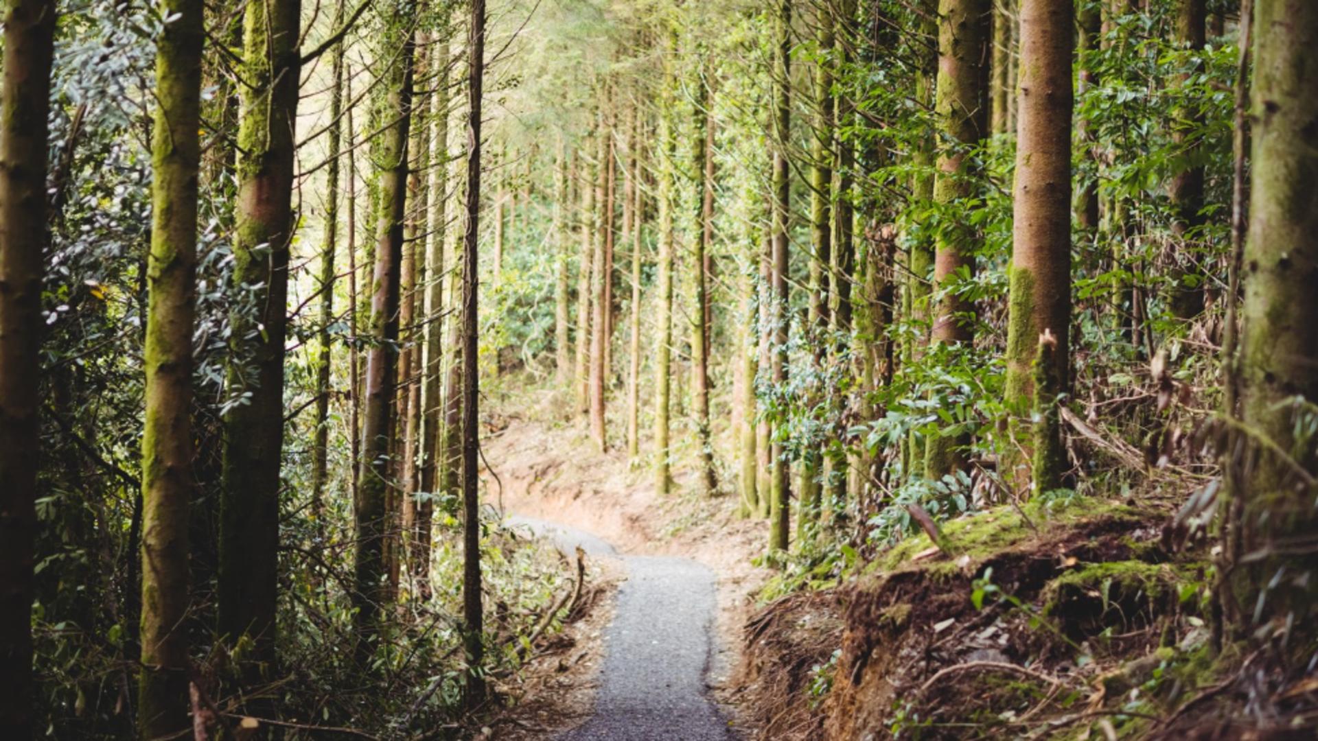 Navigația le-a creat probleme: familie cu 5 copii, blocată pe un drum forestier din județul Buzău. Au intervenit jandarmii montani/ Profimedia