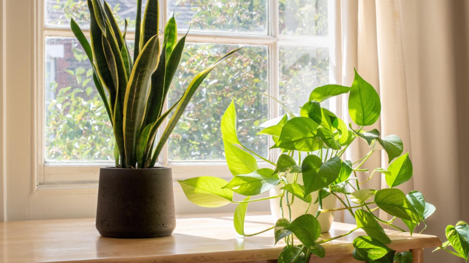 Ghidul toamnei pentru plantele de apartament: când și cum să le muți în interior/ Profimedia