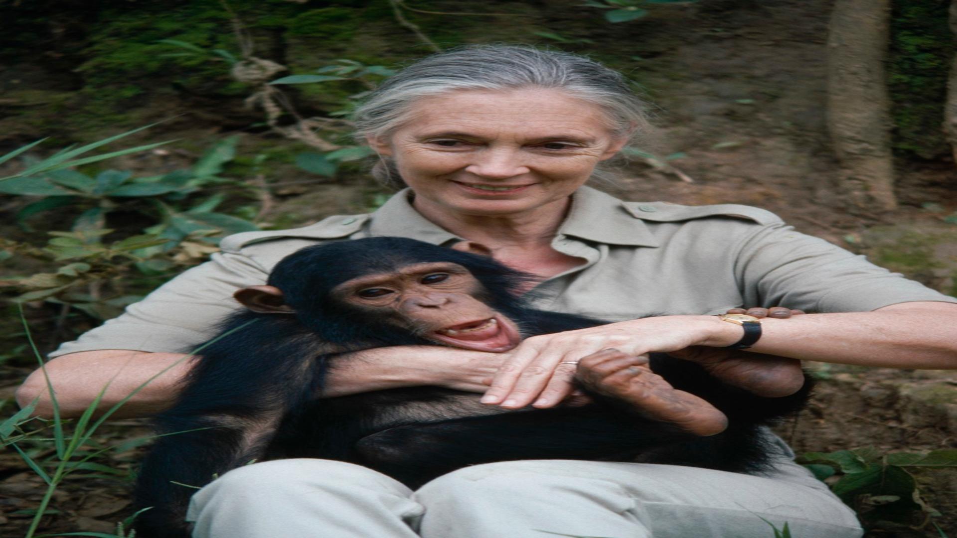 Doliu uriaș în lumea științei: Jane Goodall, legenda care a dedicat viața protejării mediului, s-a stins din viață la 91 de ani/ Profimedia