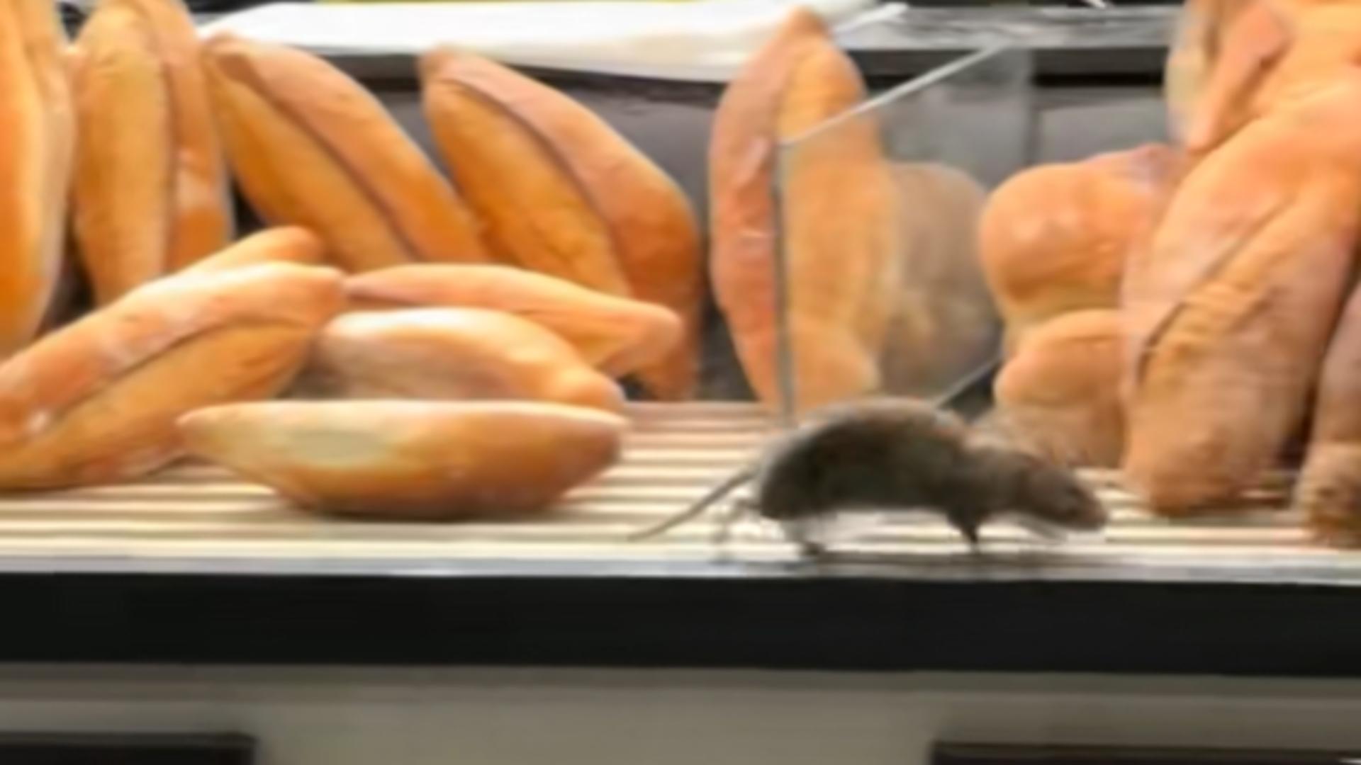 Mega-șobolan filmat printre franzele, într-o brutărie din București