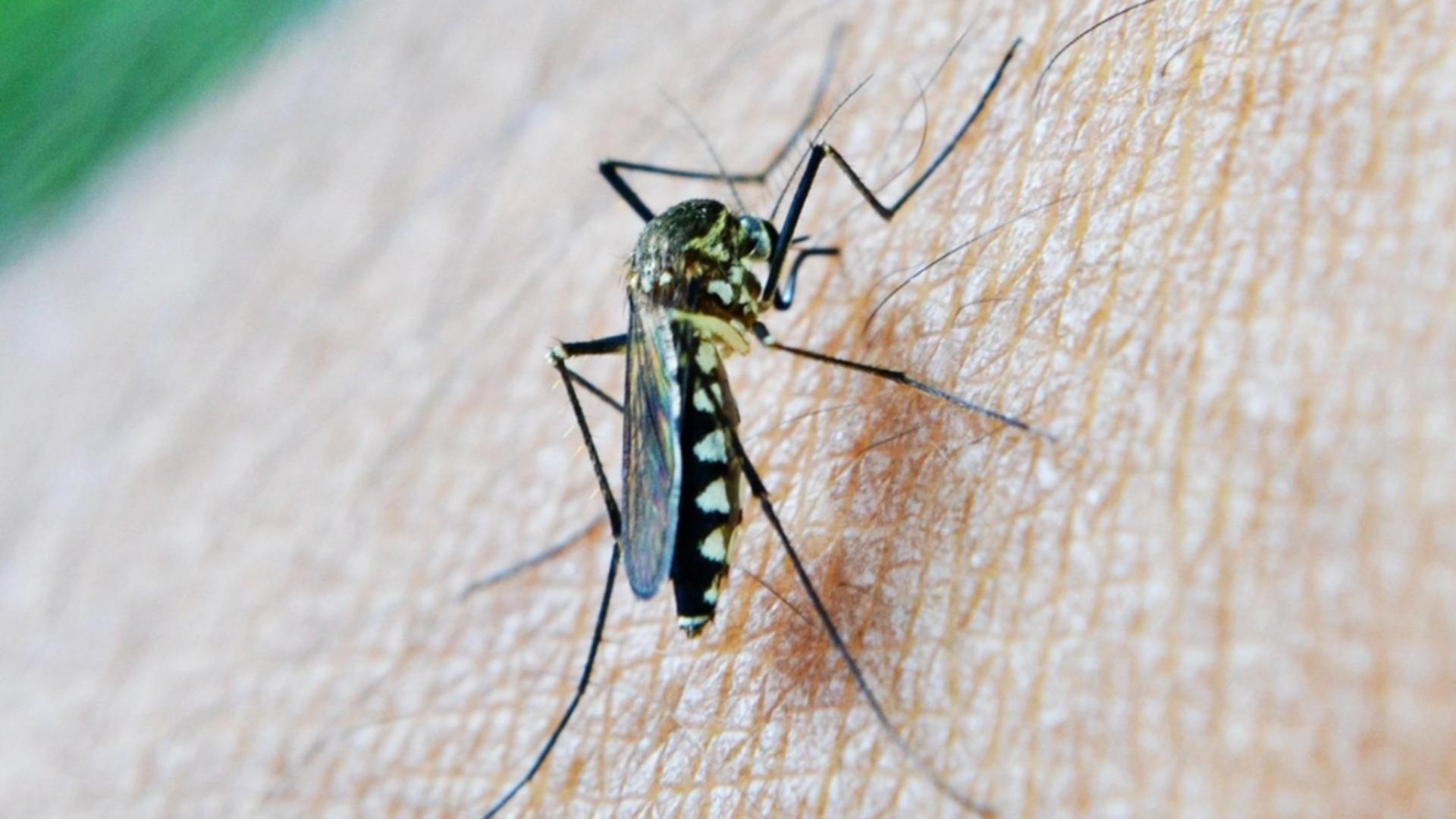 INSP: 49 de cazuri de infecție cu virusul West Nile și două decese, înregistrate de la începutul lunii iunie