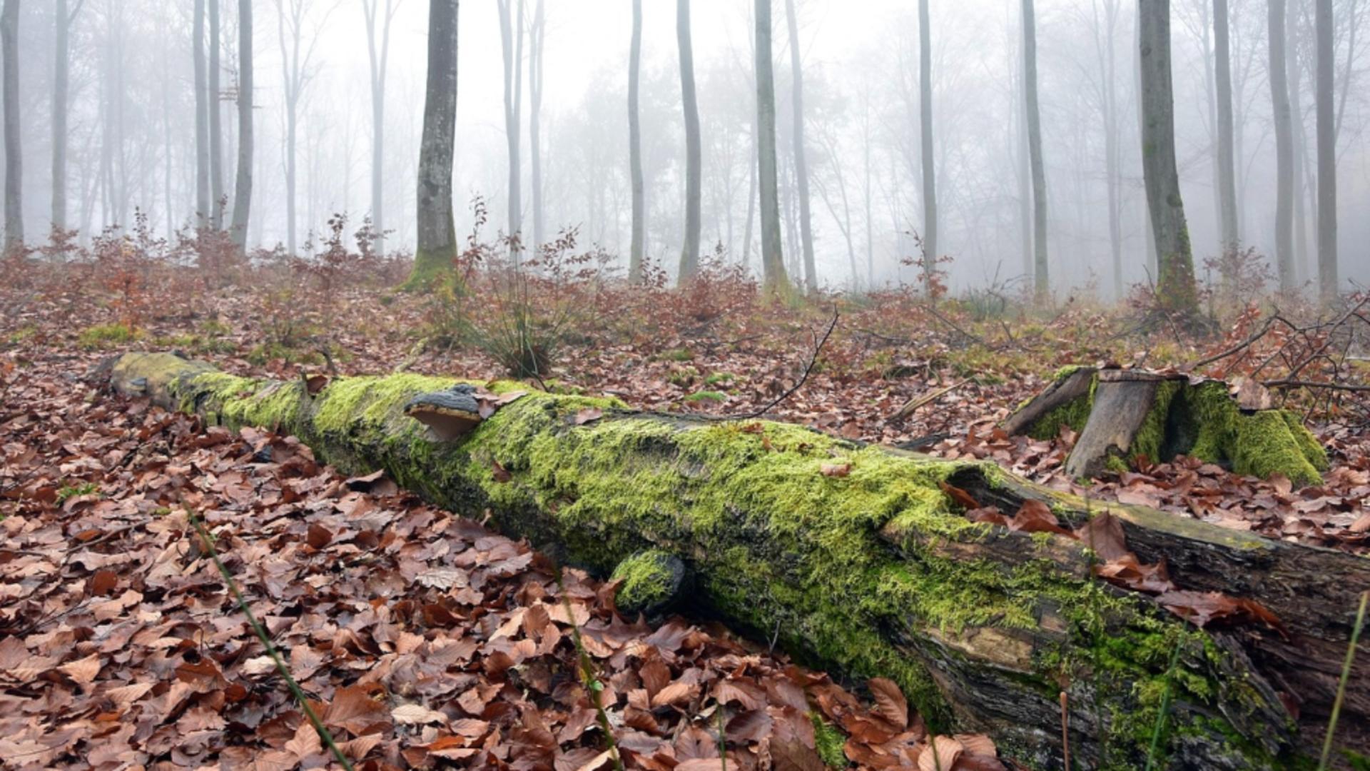 COD GALBEN de fenomene meteo extreme imediate, în mai multe județe