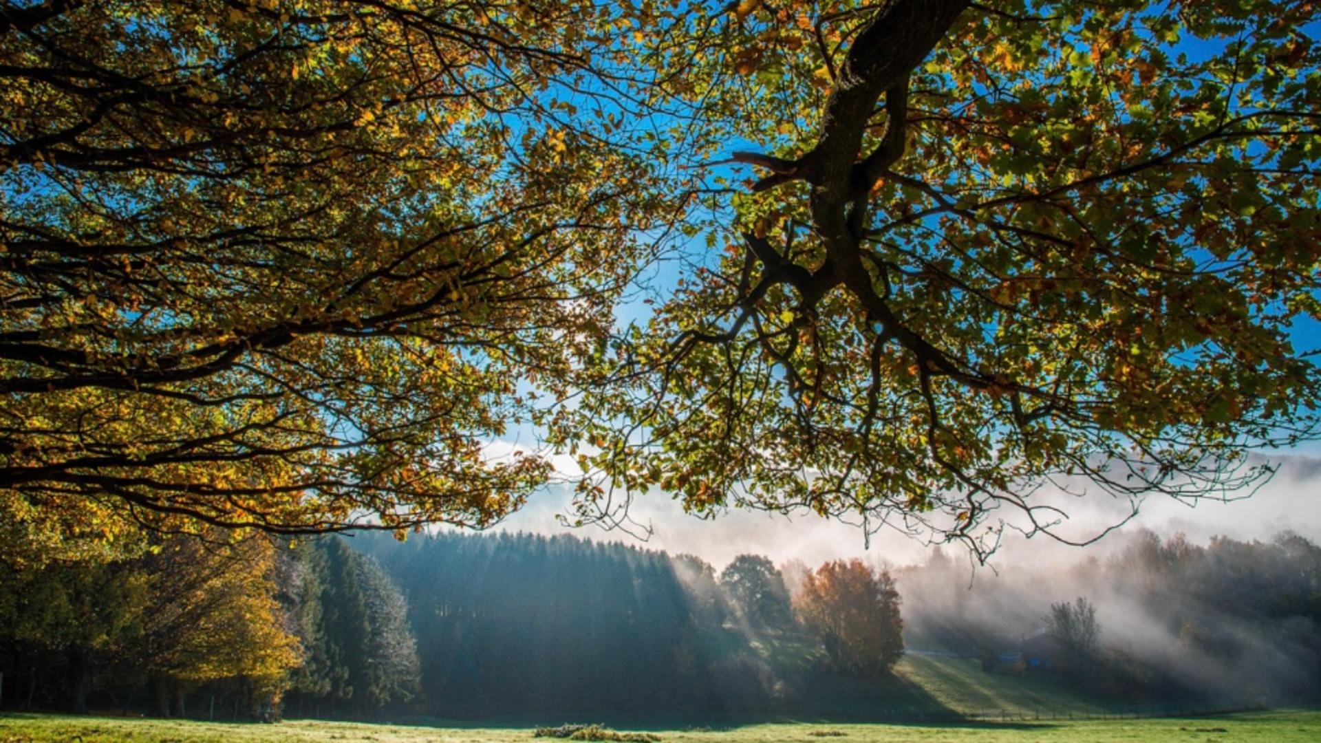 Temperaturi mai ridicate decât cele specifice perioadei la final de noiembrie