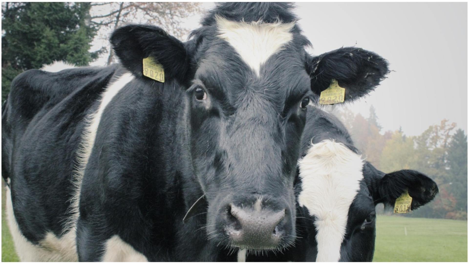 Focar de boala limbii albastre la bovine în judeţul Gorj. FOTO: pixabay