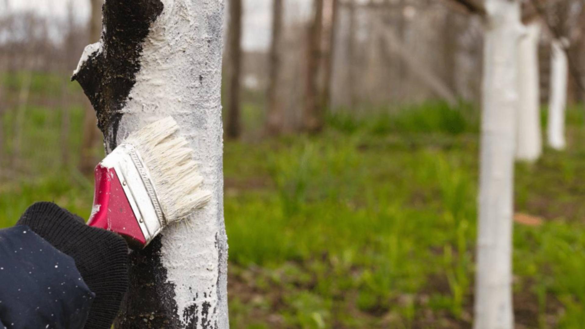 Motivul pentru care se văruiesc pomii toamna