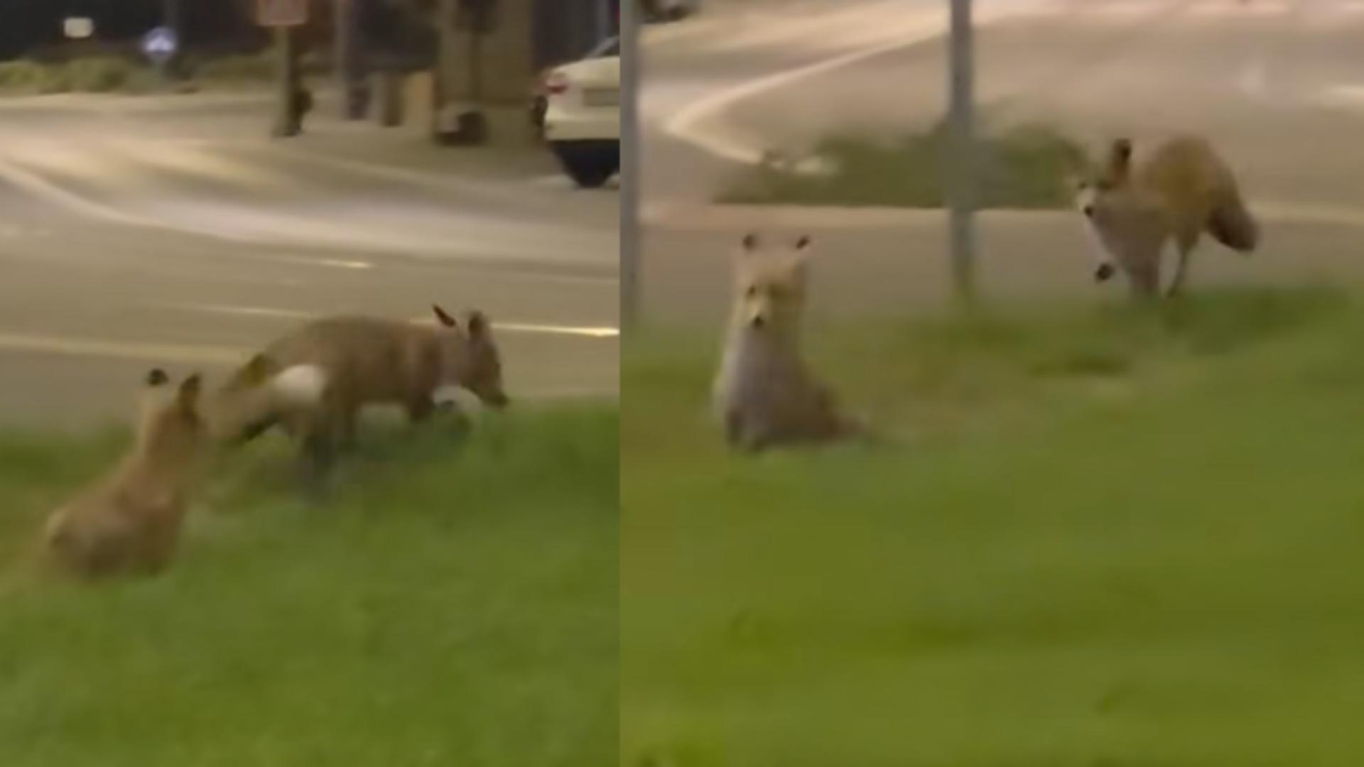 Două vulpi, surprinse în centrul Reșiței
