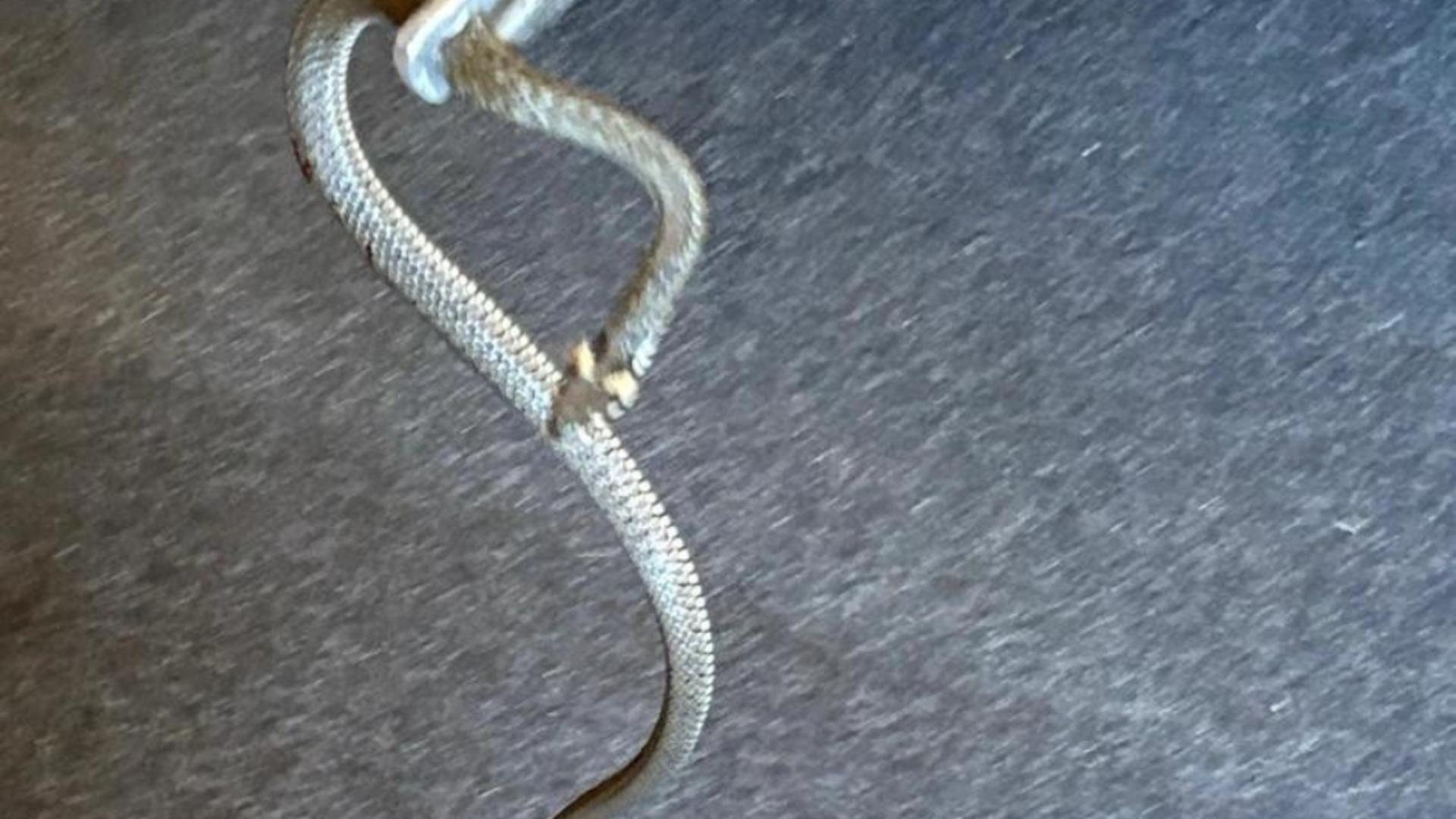 Șerpi găsiți în casă