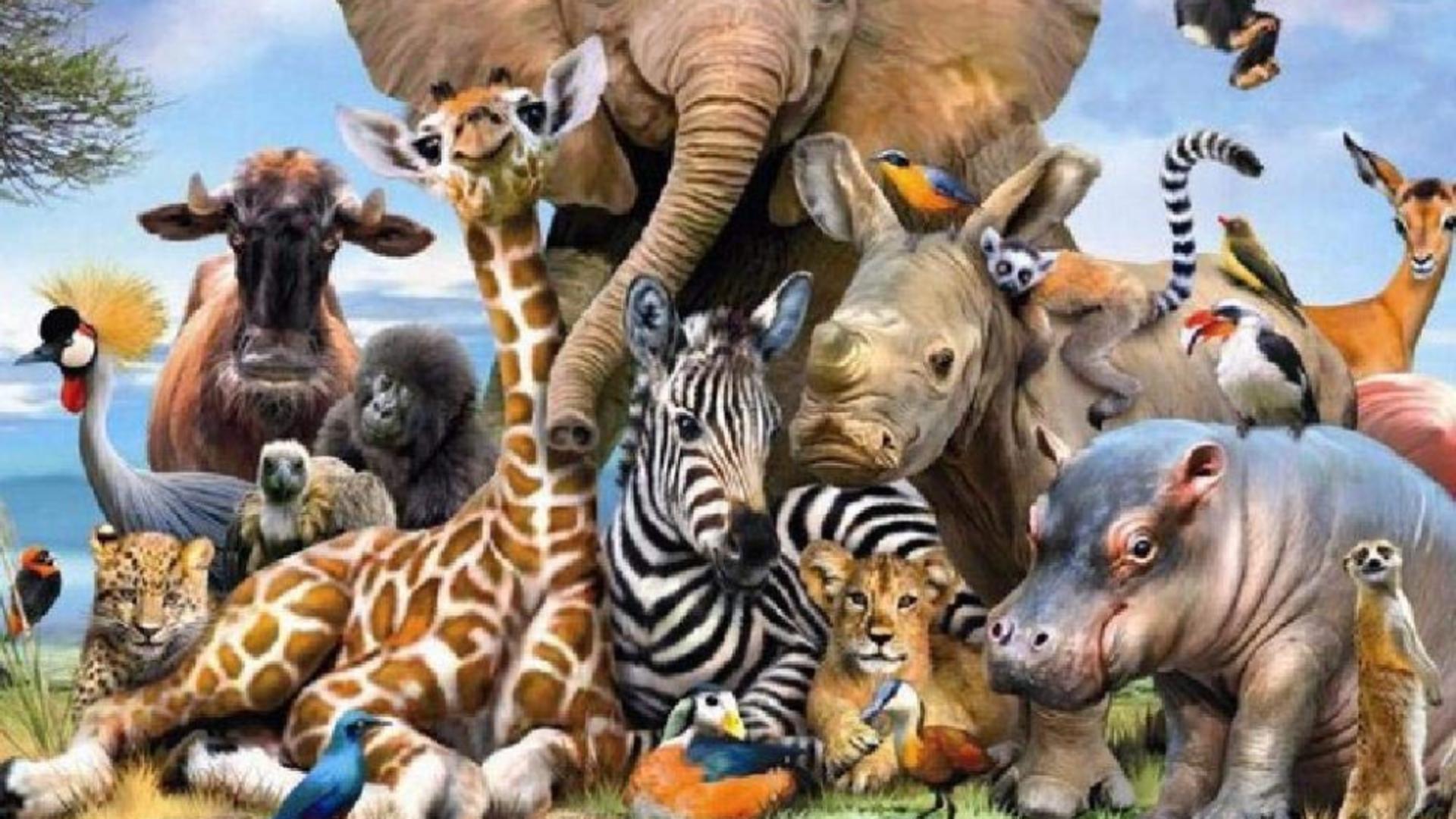 Cea mai periculoasă viețuitoare de pe planetă