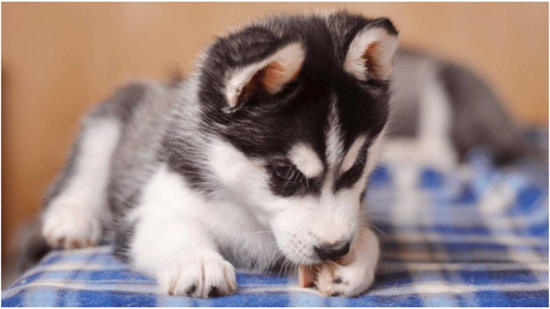 Motivul pentru care câinii își ling lăbuțele