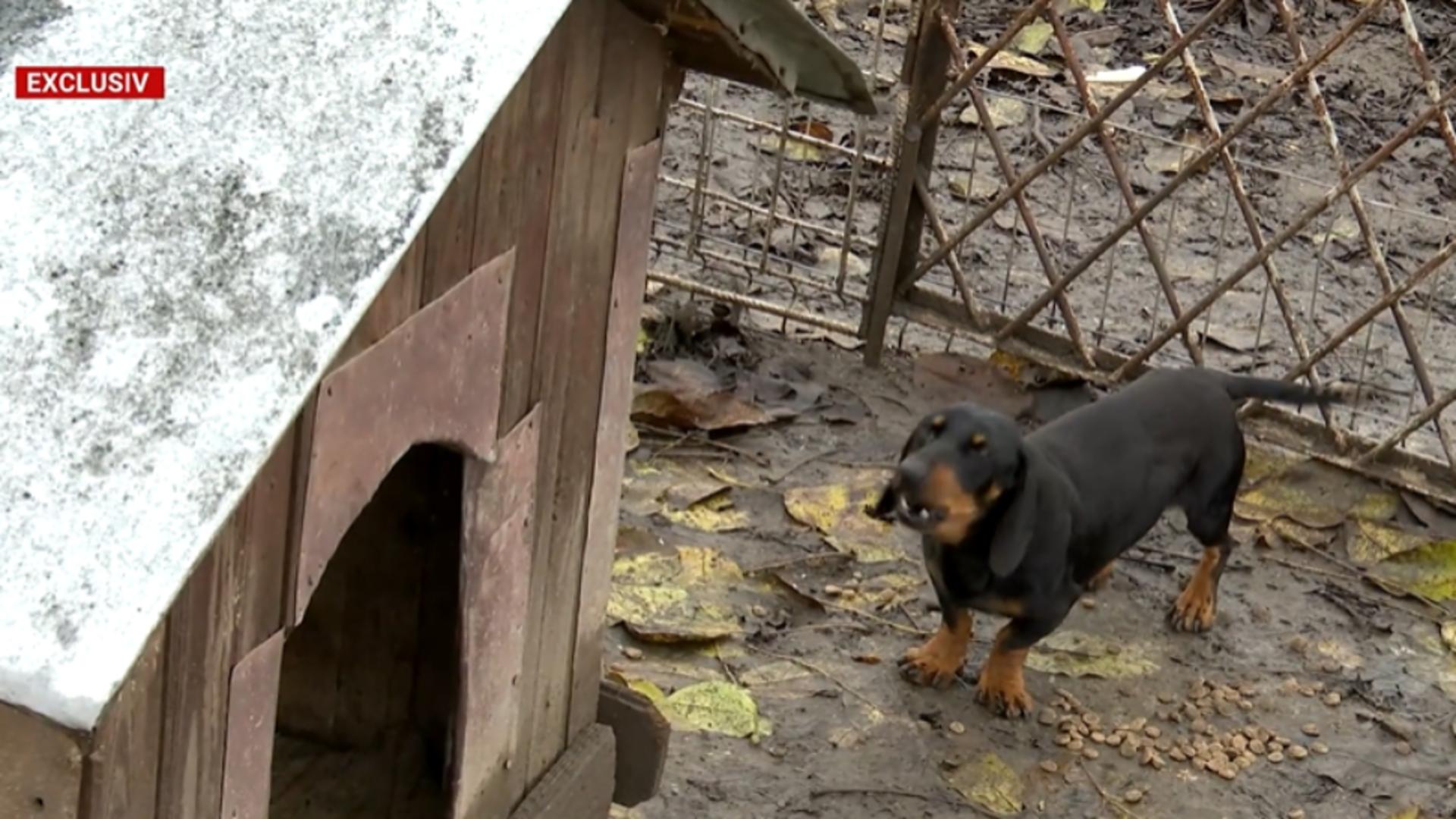 Bolojan dă iama în curțile oamenilor și pune taxe pe anexe