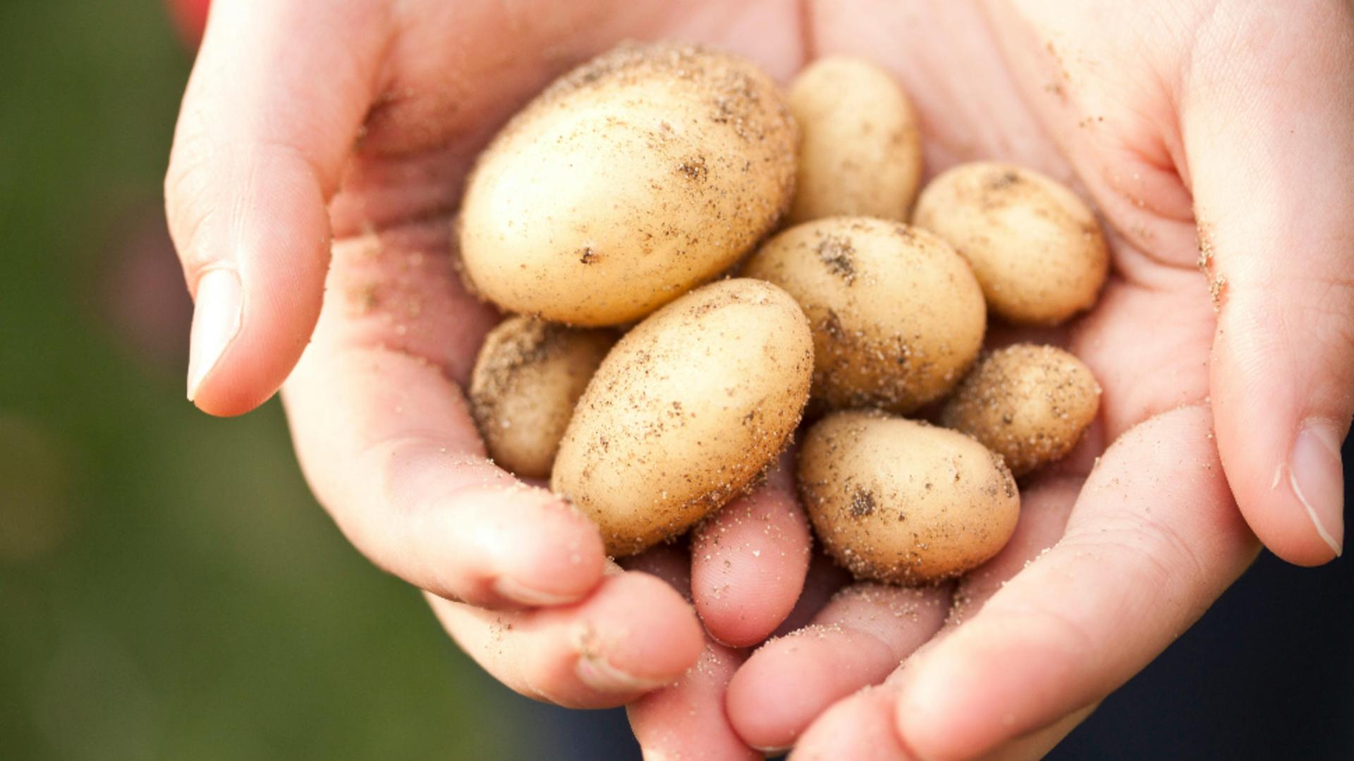 Leacul străbunilor pentru febră și diverse afecțiuni ale pielii