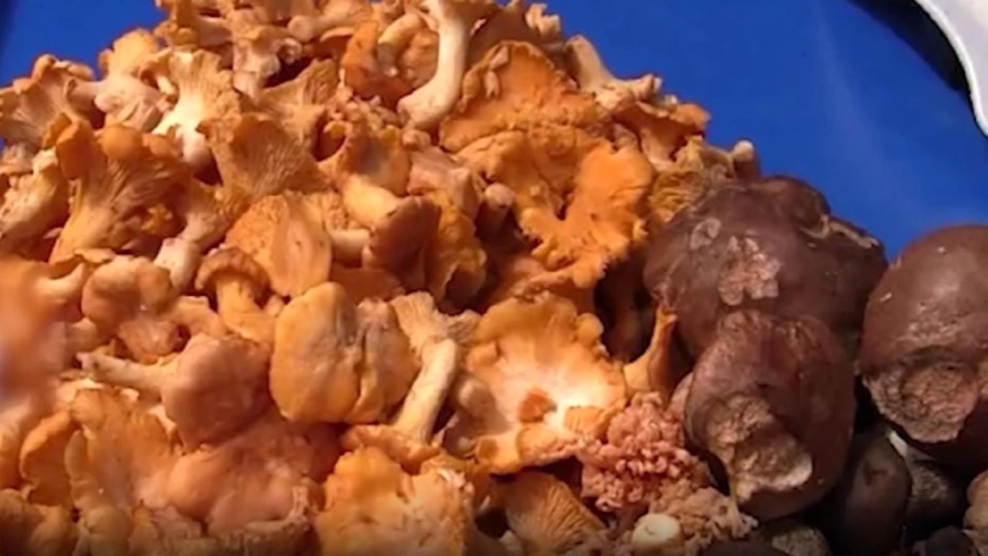 Ciuperci otrăvitoare