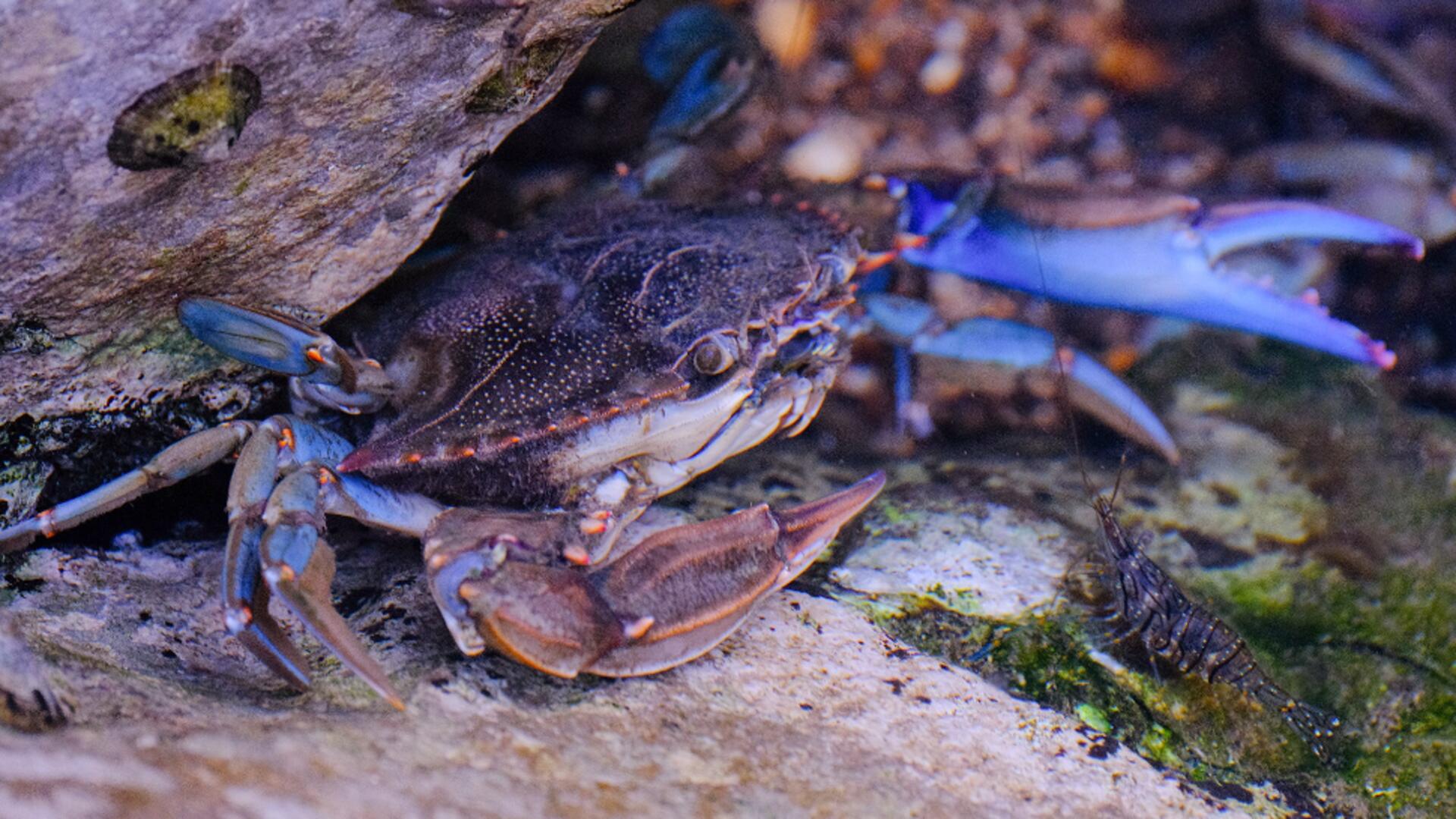 Un nou prădător amenință Marea Neagră
