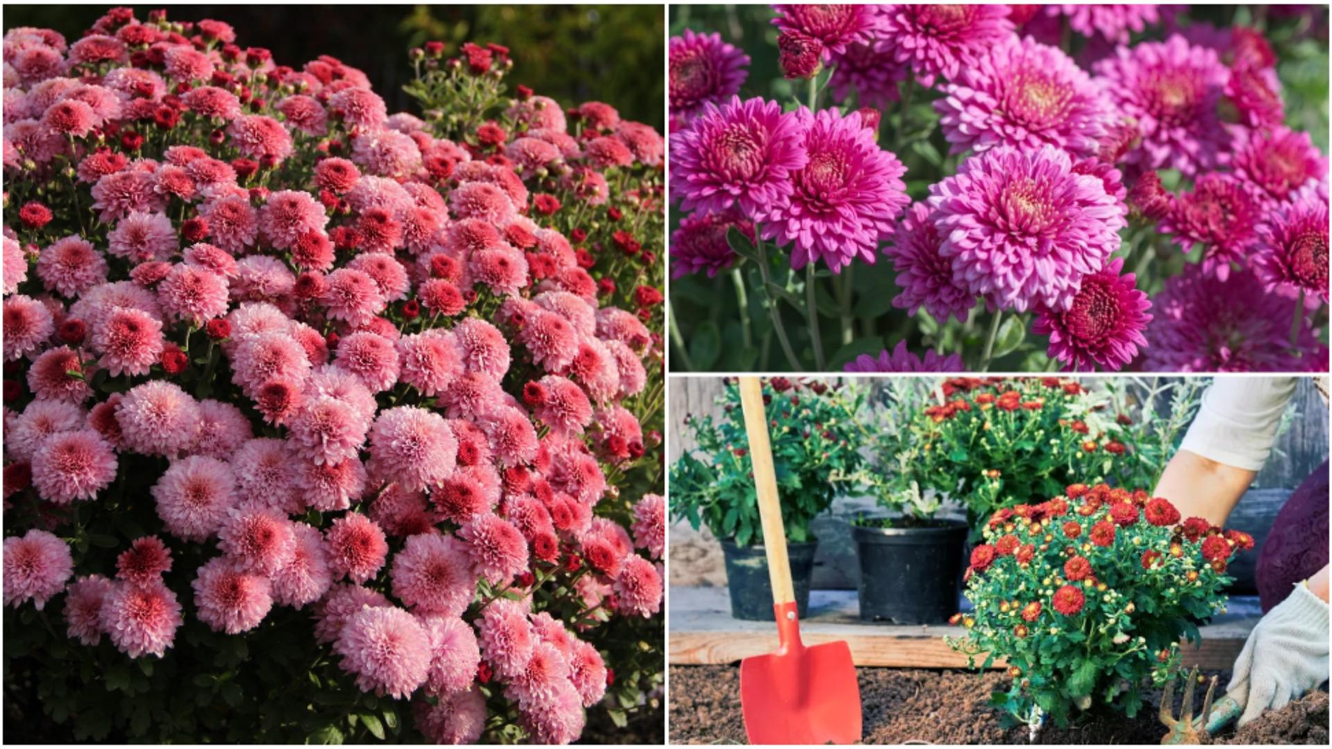 Ce trebuie să faci cu crizantemele la finalul lunii noiembrie