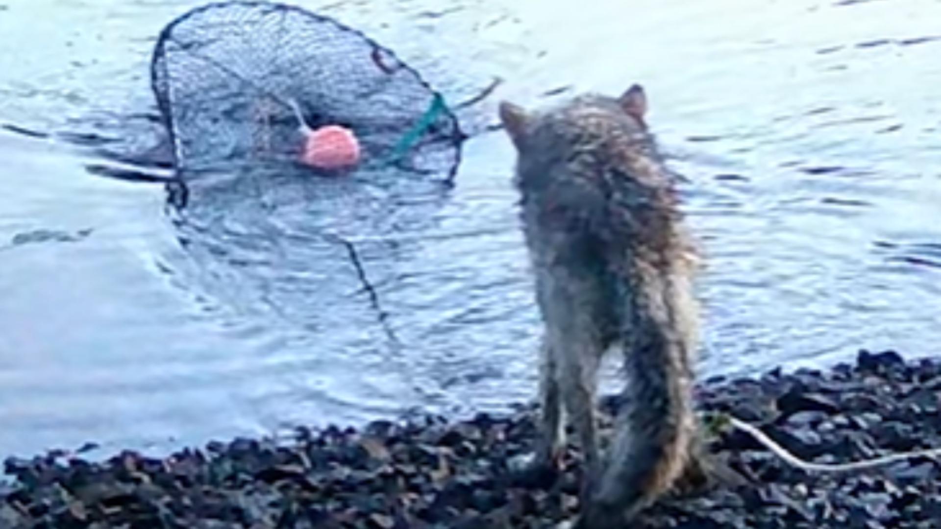 Lupii au învățat să fure din minciog