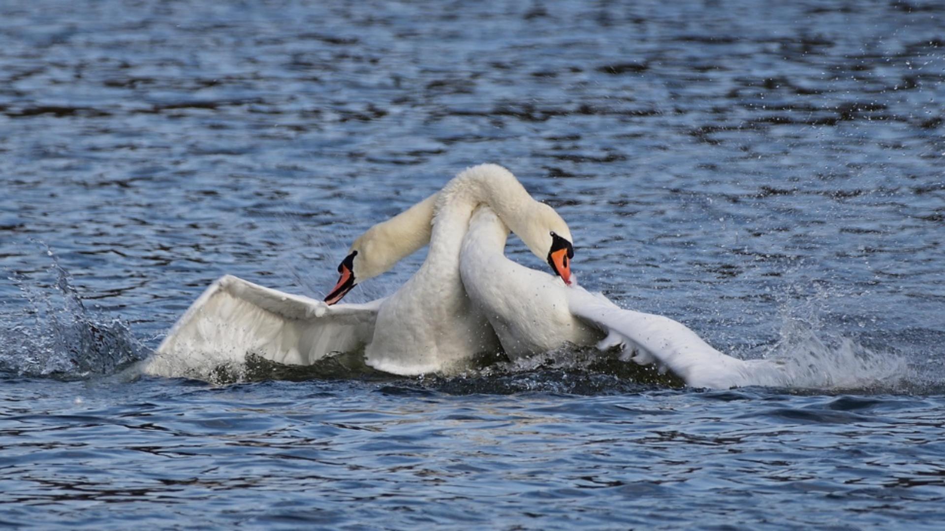 Focar de gripă aviară