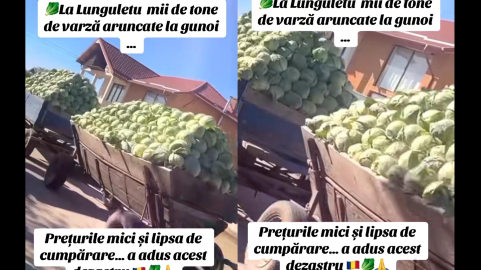 Tone de varză ajung la gunoi, fermierii sunt disperați