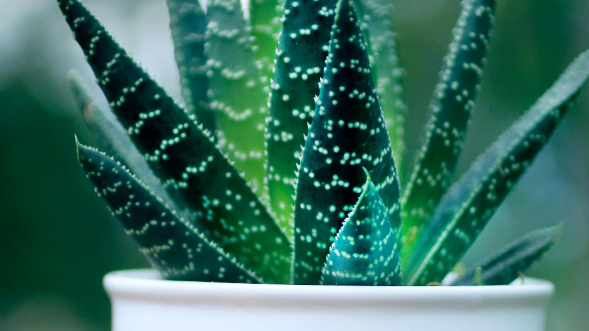 Planta pe care trebuie sa o ai în casă, conform principiilor Feng Shui. Aduce prosperitate și atrage energia pozitivă