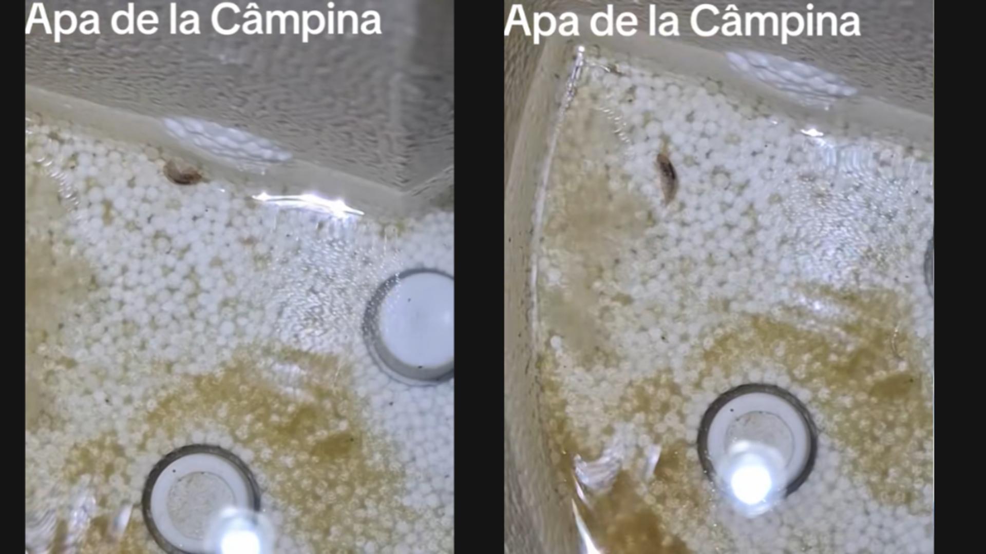 Locuitorii din Câmpina se trezesc cu viețuitoare ciudate în apa de la robinet. VIDEO