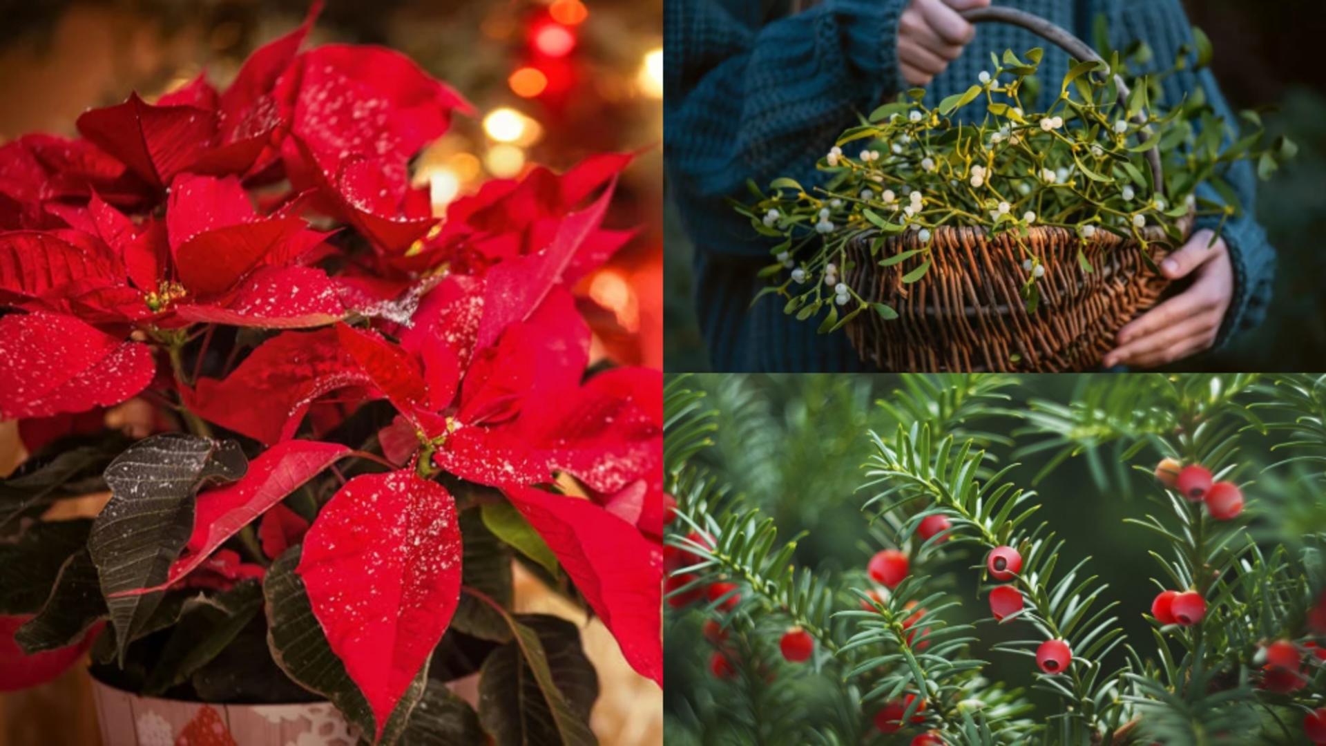 Plantele din aranjamentele de Crăciun care îți pot pune în pericol sănătatea. Sunt extrem de toxice