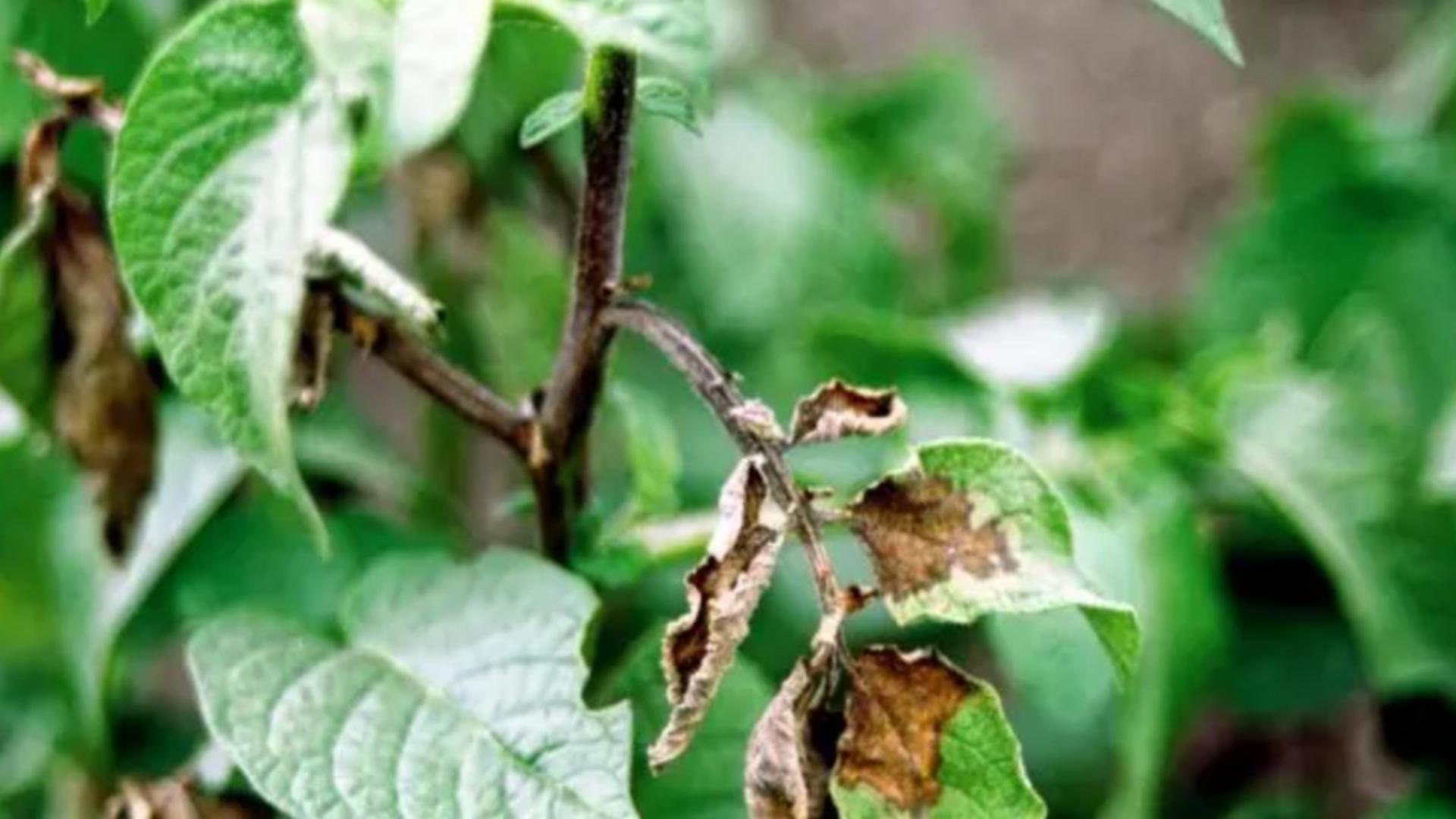 În România, cartoful rămâne una dintre cele mai importante culturi agricole